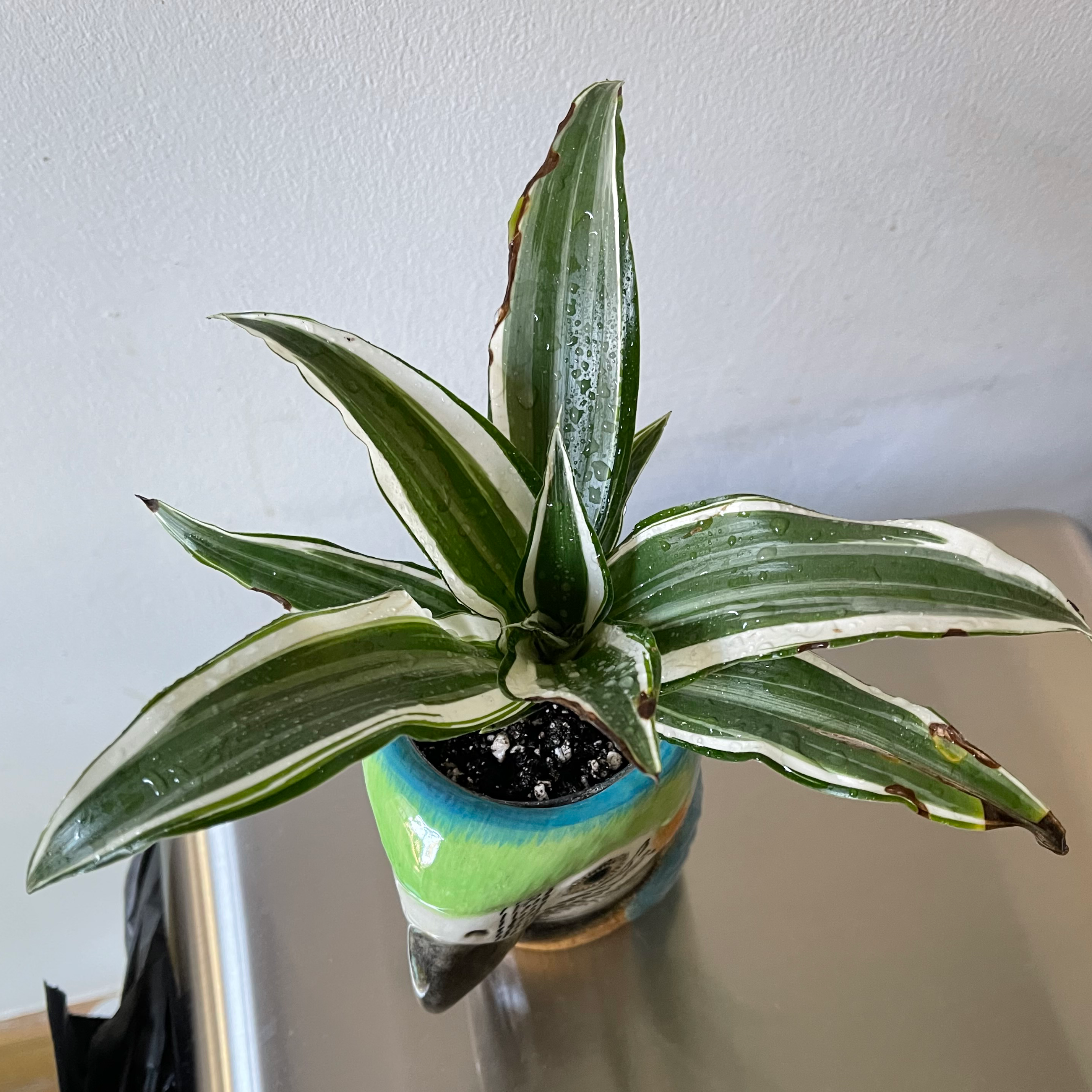 White Jewel Dracaena plant in a decorative pot with some browning leaf tips.