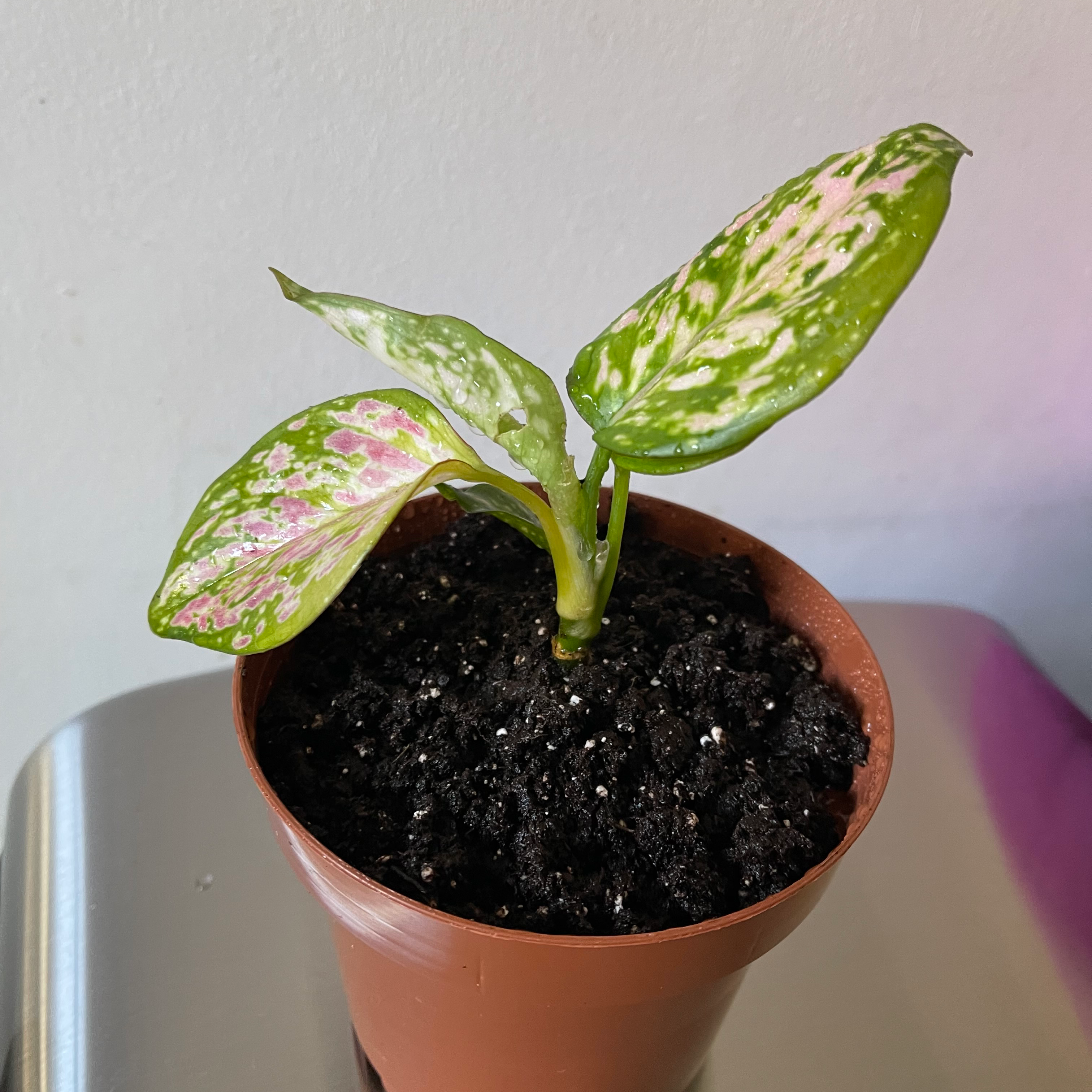 Potted Aglaonema 'Red Valentine' plant with green and pink leaves.