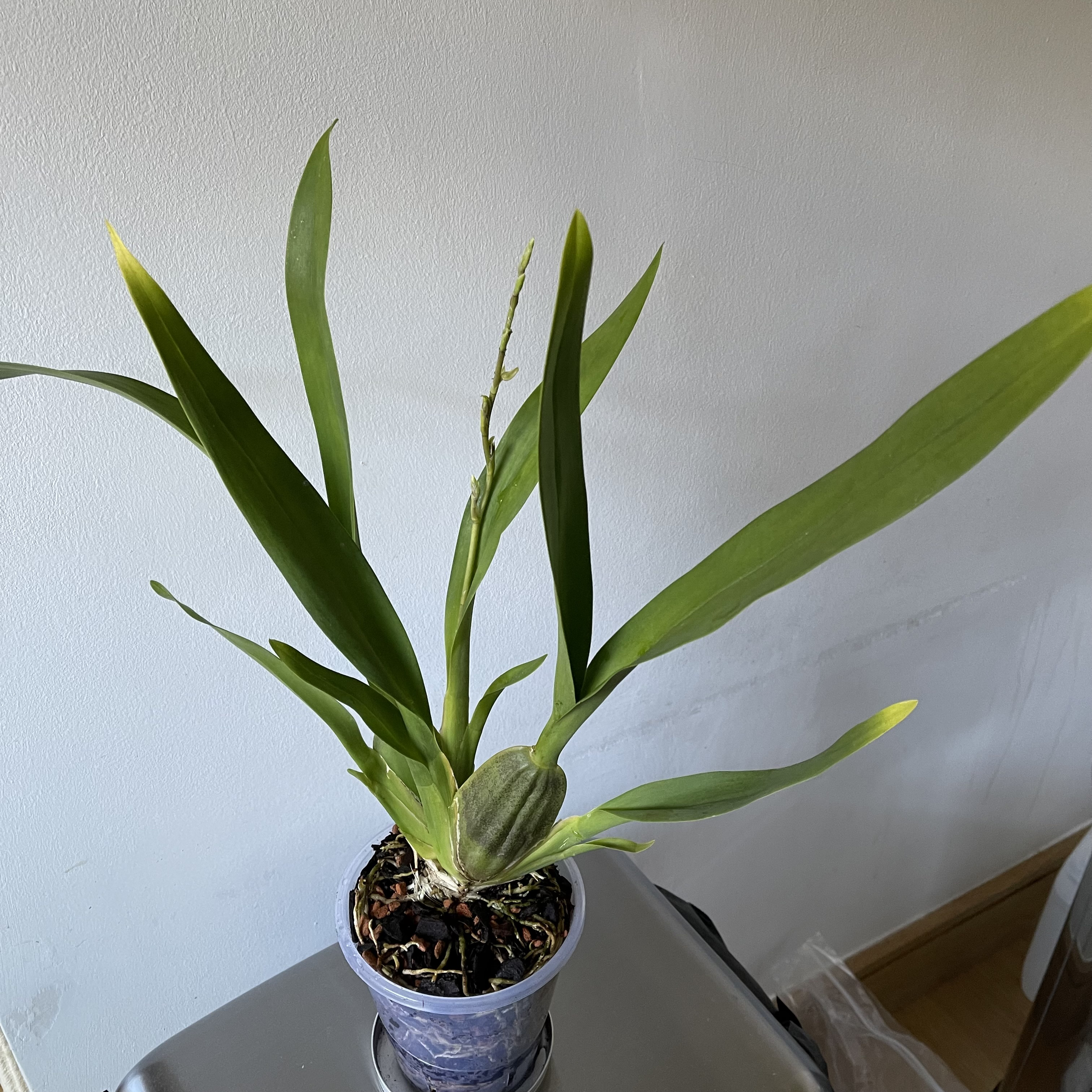 Photo of the plant species Cymbidium Orchid 'Fashion Show' by @BigFloppa named Orchidee on Greg, the plant care app
