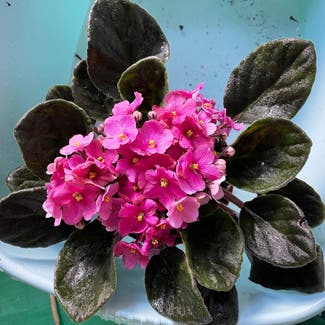 African Violet plant in London, England