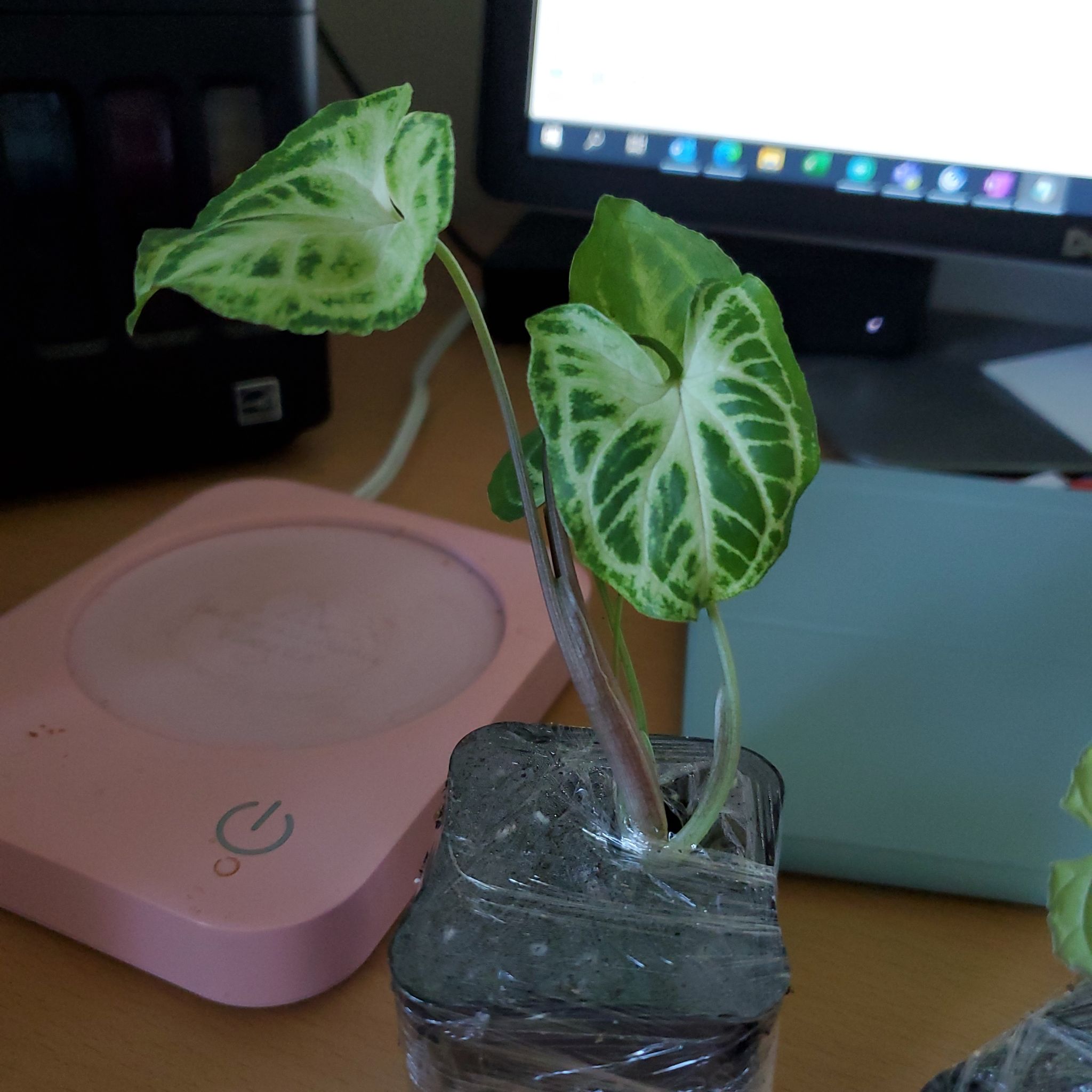 Syngonium 'Batik' plant with variegated leaves in a small container on a desk.