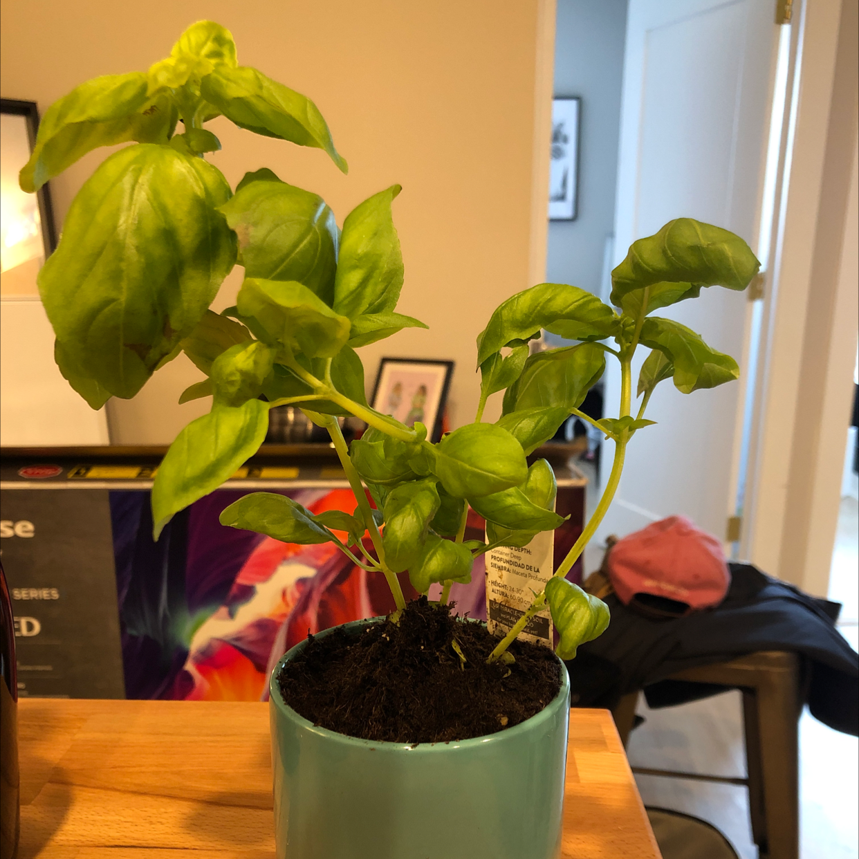 Sweet Basil plant photo by @paraicmclean named Art on Greg, the plant care app.