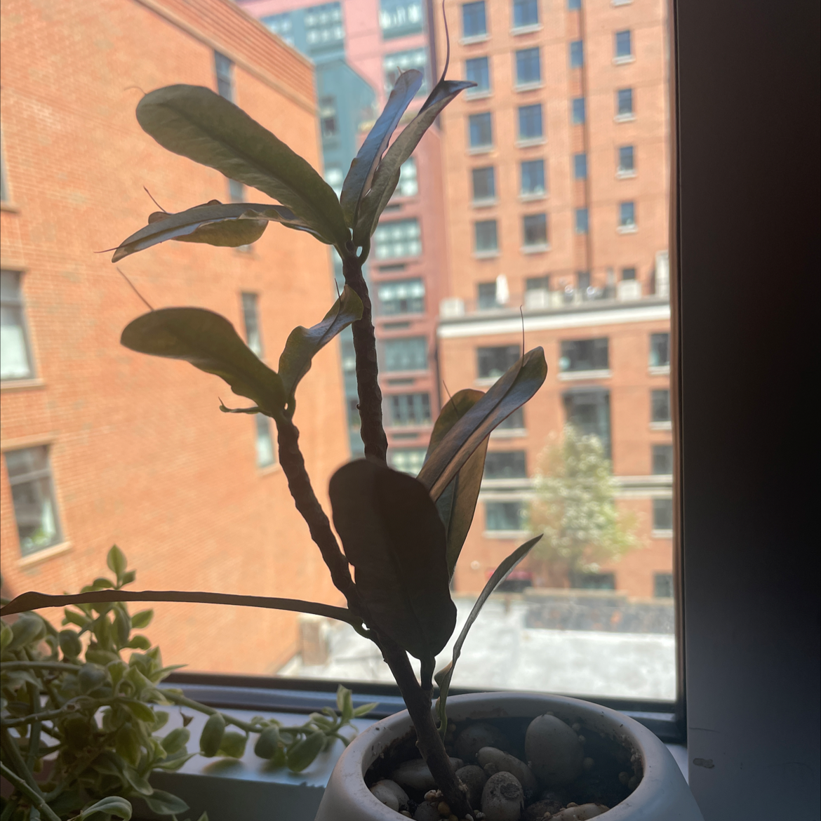 Croton Mammy plant on a windowsill with buildings in the background.
