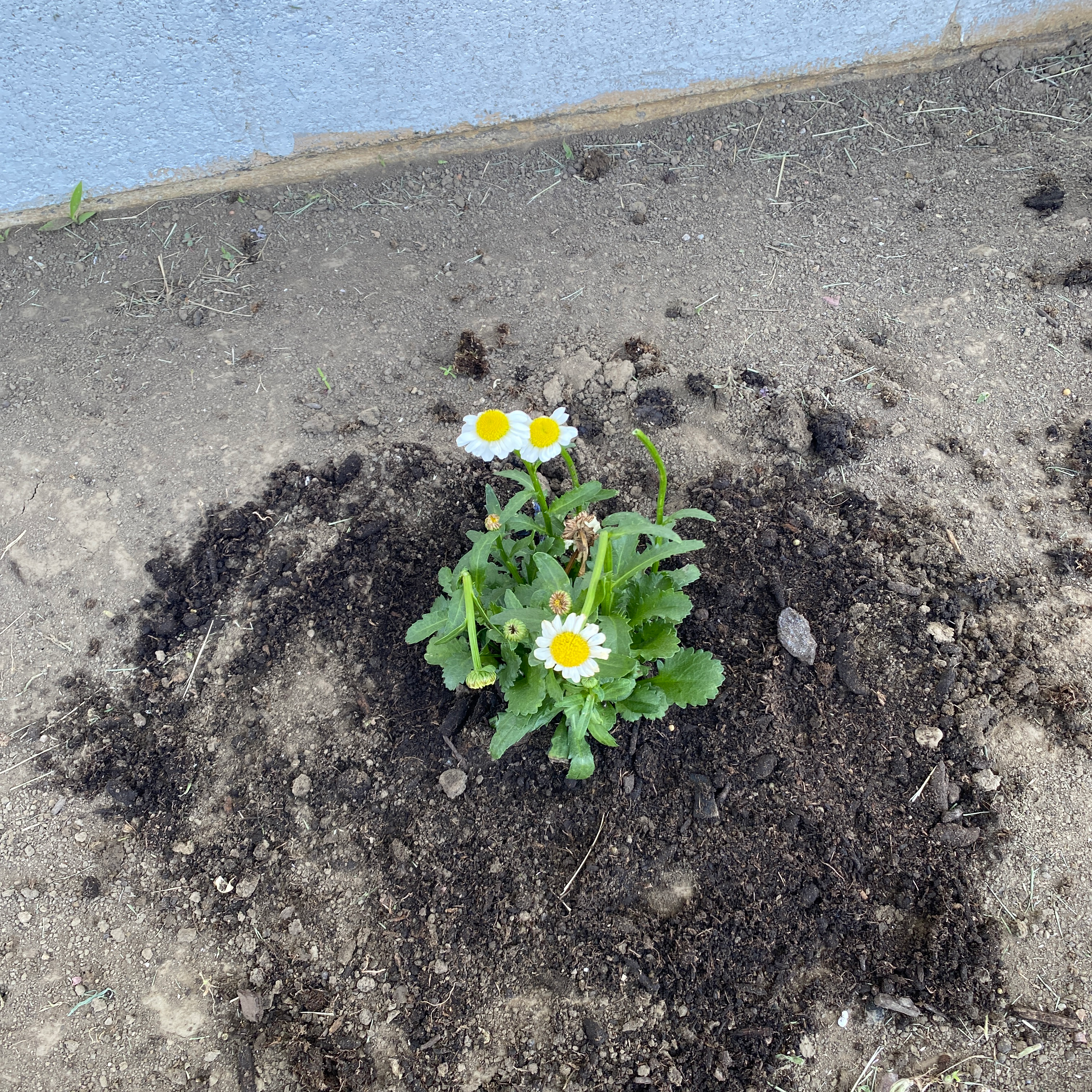 Ox-Eye Daisy plant with white flowers and yellow centers, newly planted in soil.