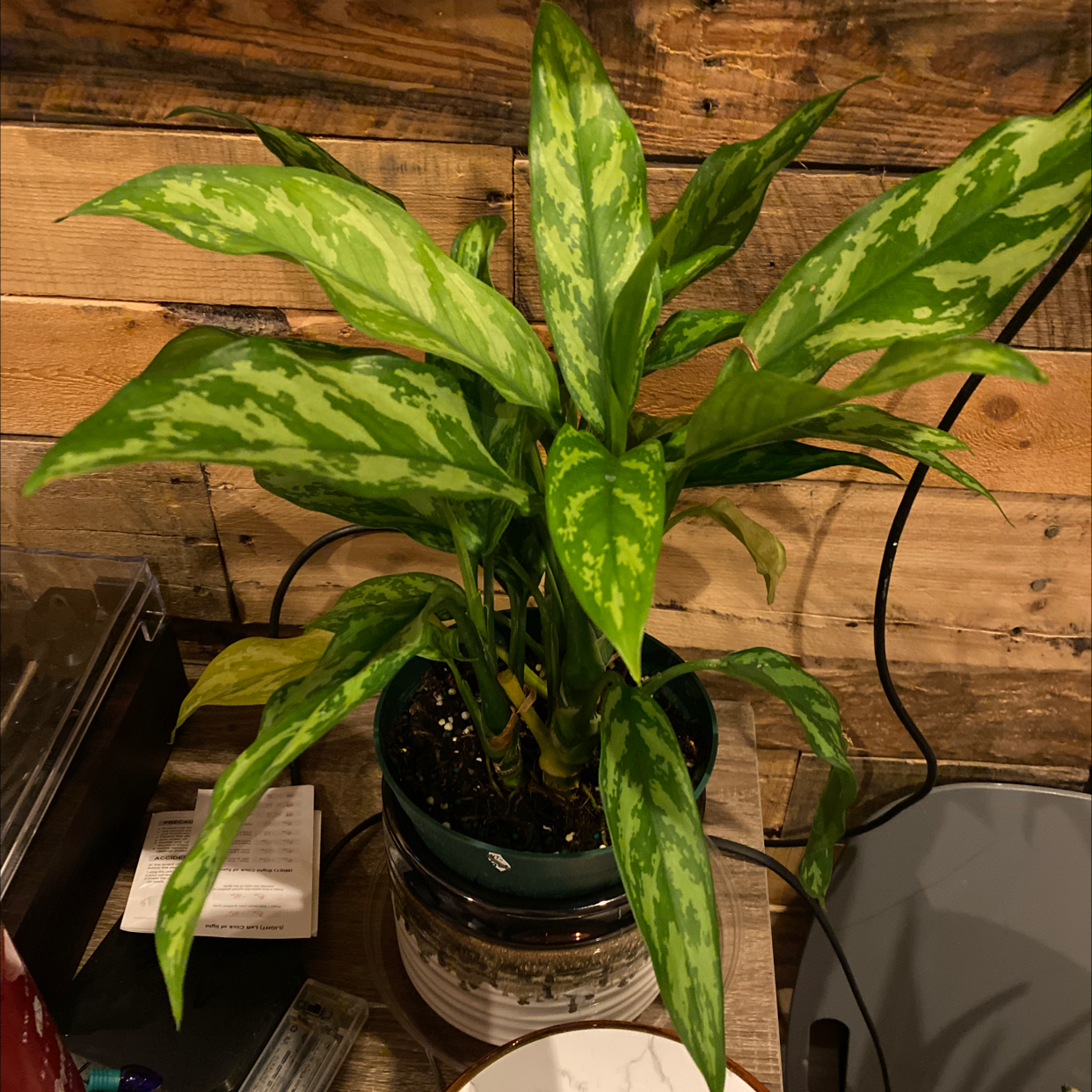 Healthy Chinese Evergreen plant with lush, variegated green and white foliage in a black pot on a wooden surface.