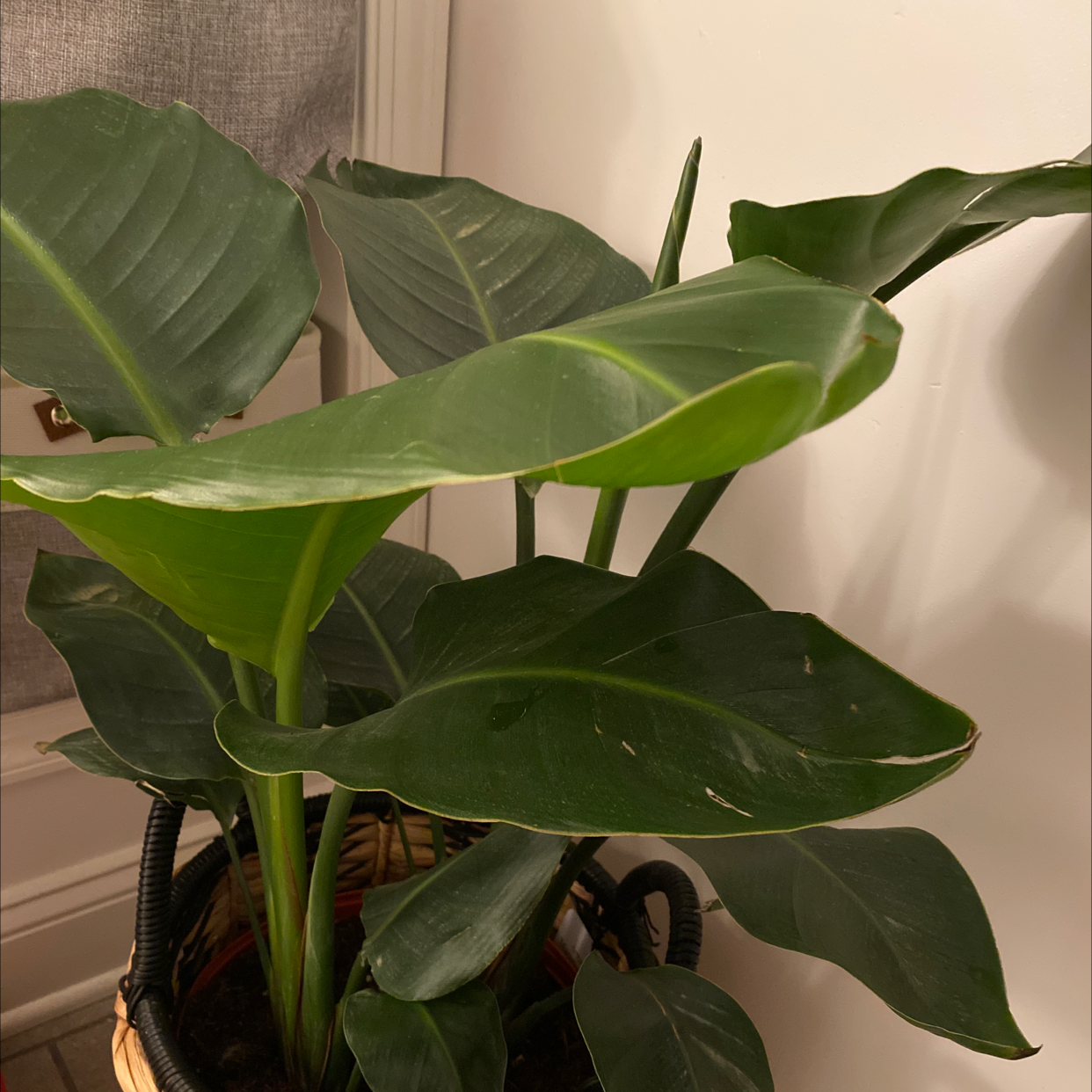 Large healthy White Bird of Paradise plant with vibrant green paddle-shaped leaves, photographed in an indoor home setting.