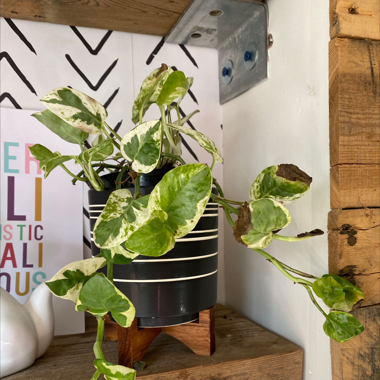 Pearls and Jade Pothos plant in a black pot with white stripes, placed on a wooden shelf.