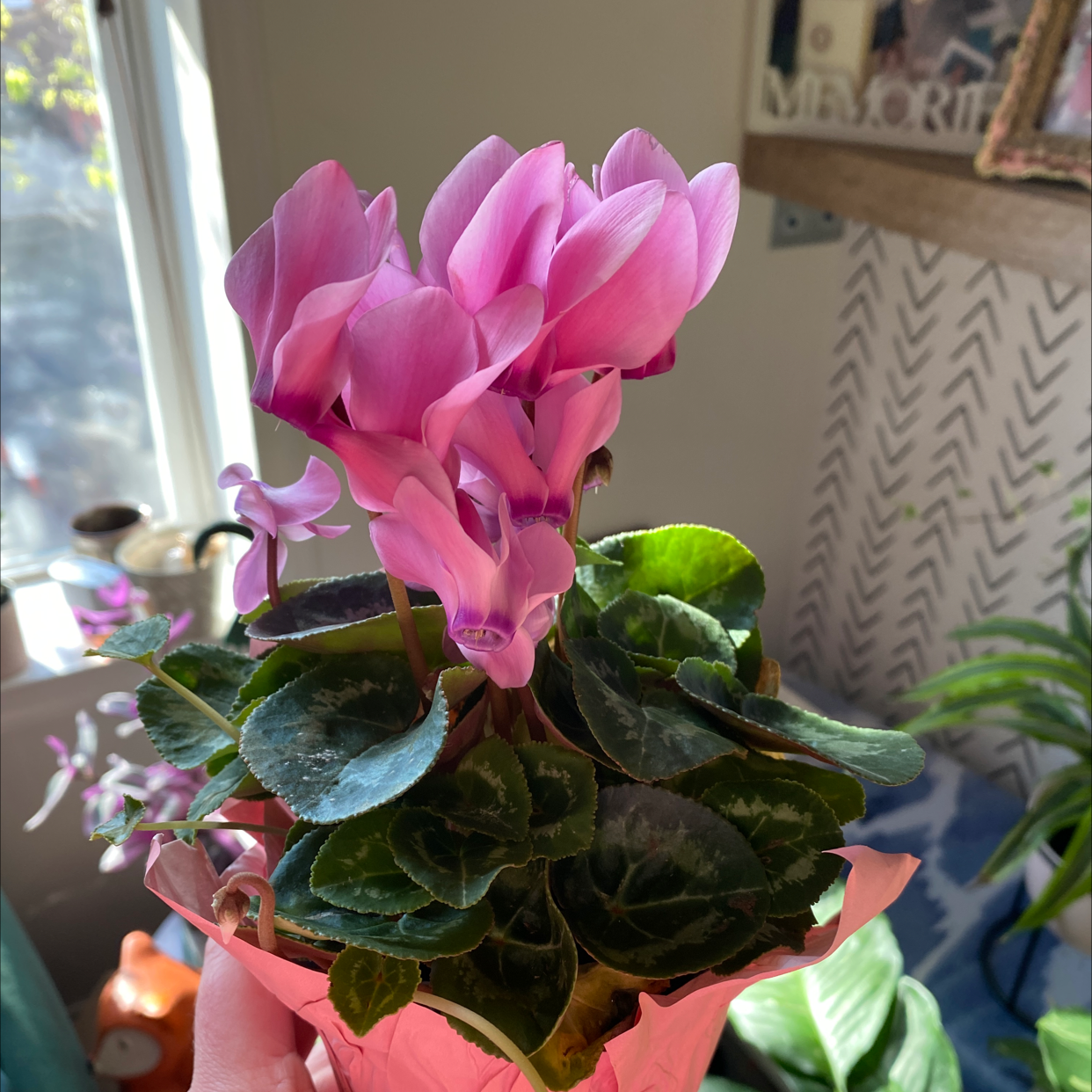 A healthy Persian Cyclamen plant with vibrant pink flowers in bloom, positioned on a windowsill with books in the background.