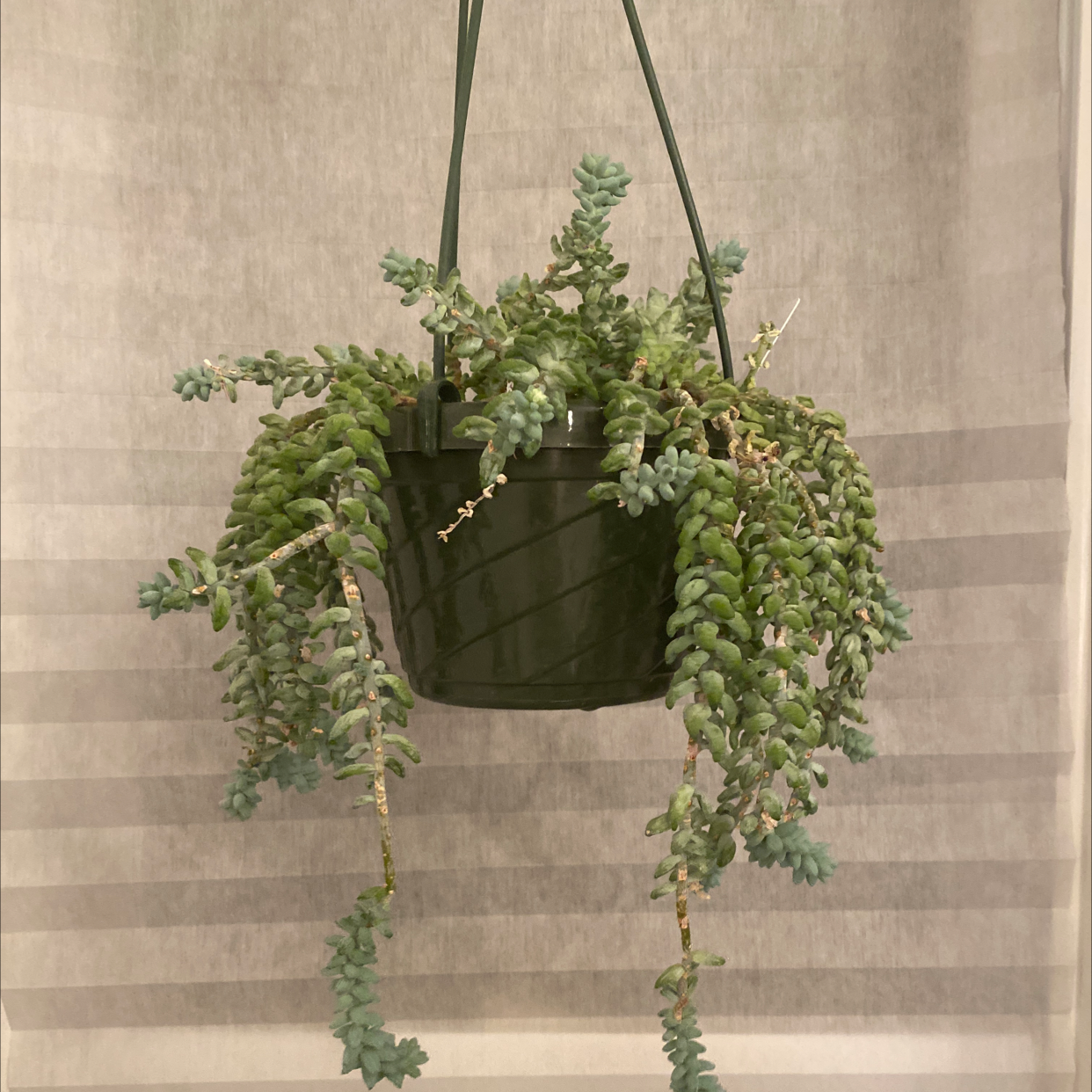 Healthy Burro's Tail succulent in a hanging black plastic pot, with long trailing stems covered in plump blue-green leaves.