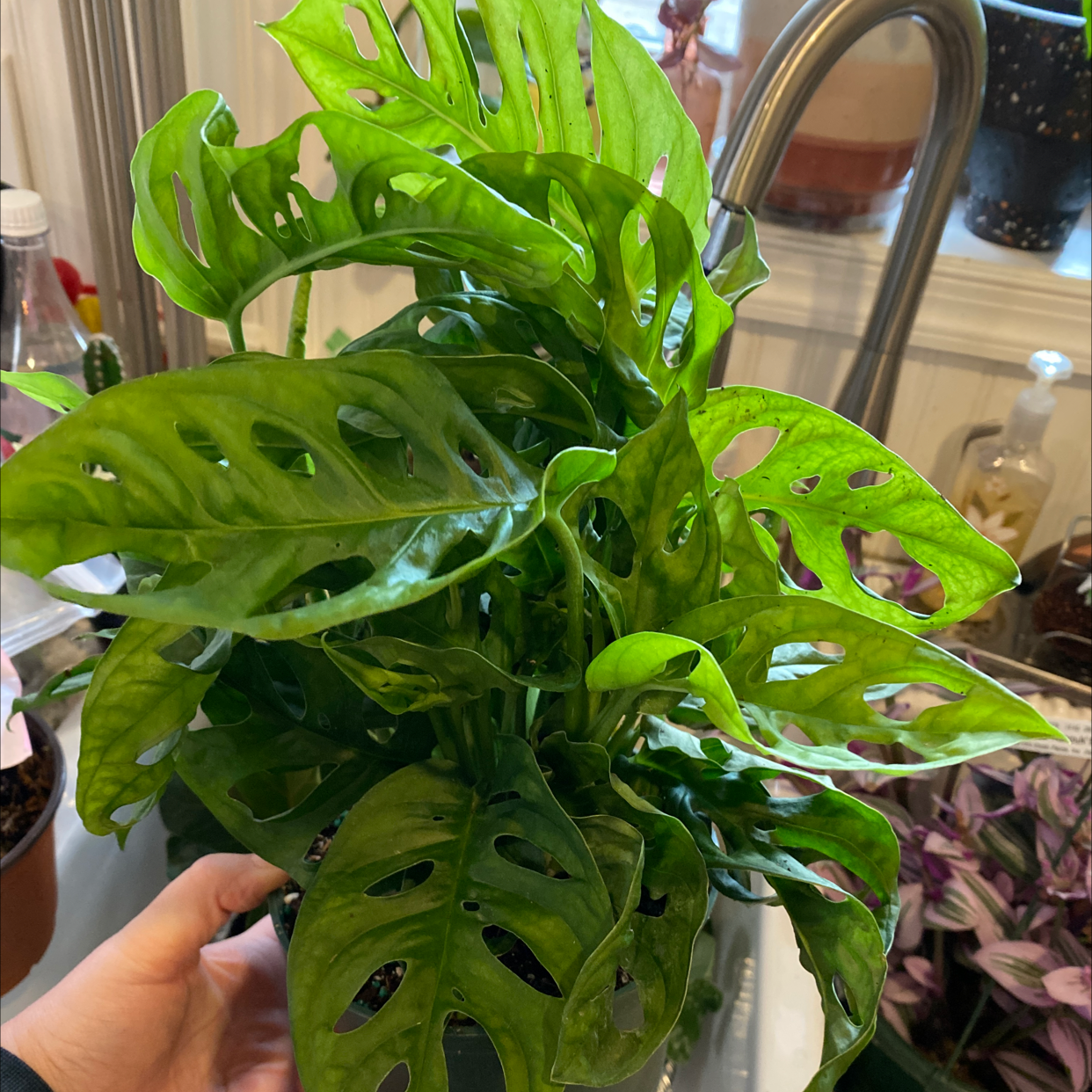 Swiss Cheese Vine (Monstera adansonii) with vibrant green leaves and characteristic holes, held by a hand.