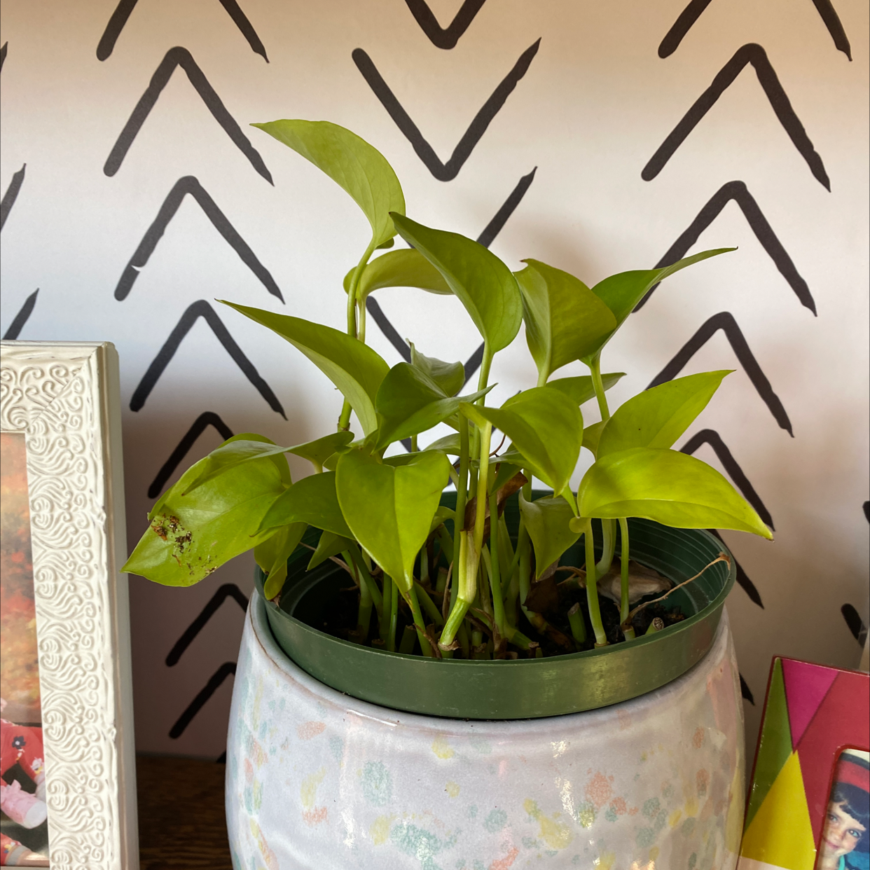Neon Pothos plant in a pot with vibrant green leaves and a small area of leaf damage.