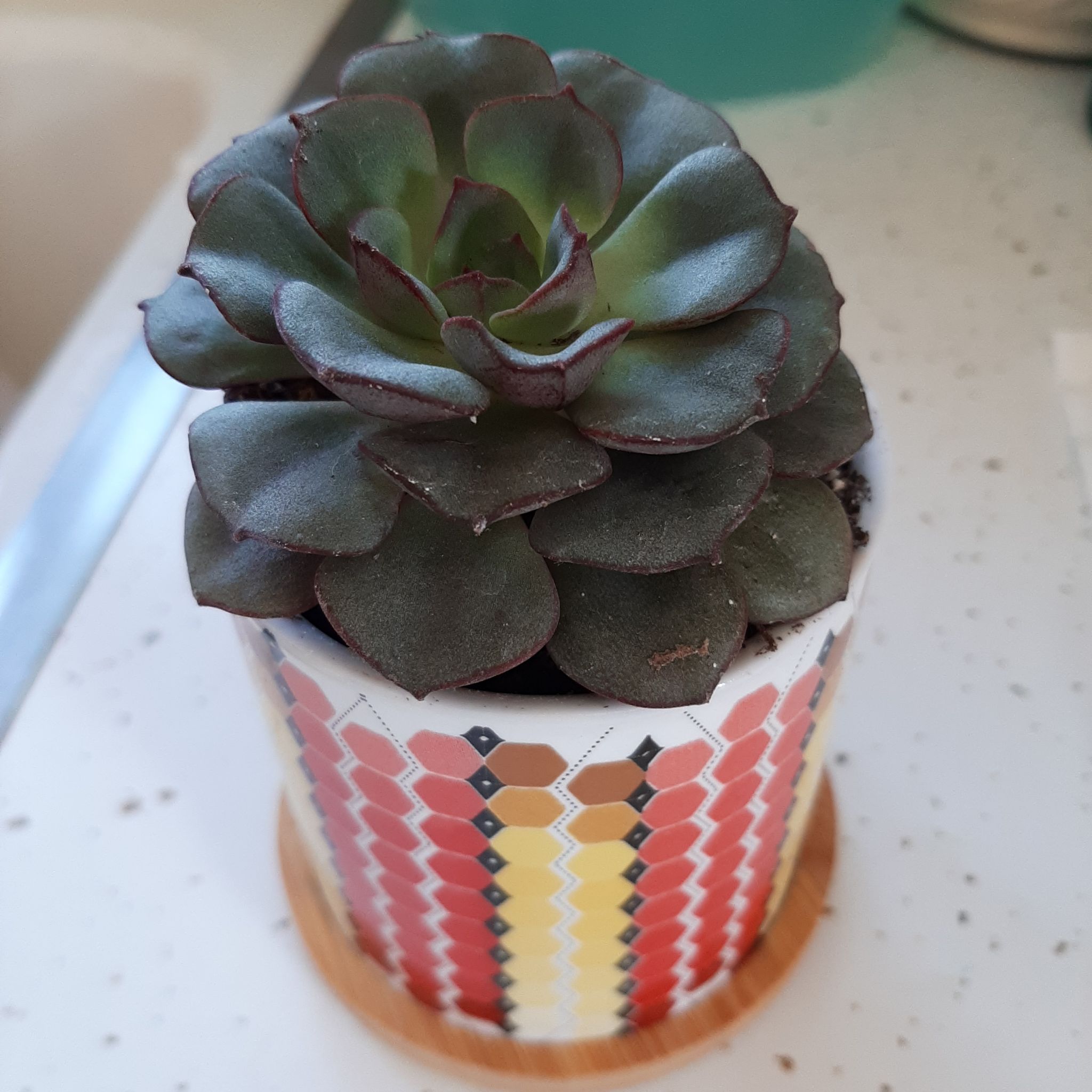 Photo of the plant species Echeveria 'Moranii' by @JuicyChichipe named Echeveria Moranii Succulent on Greg, the plant care app