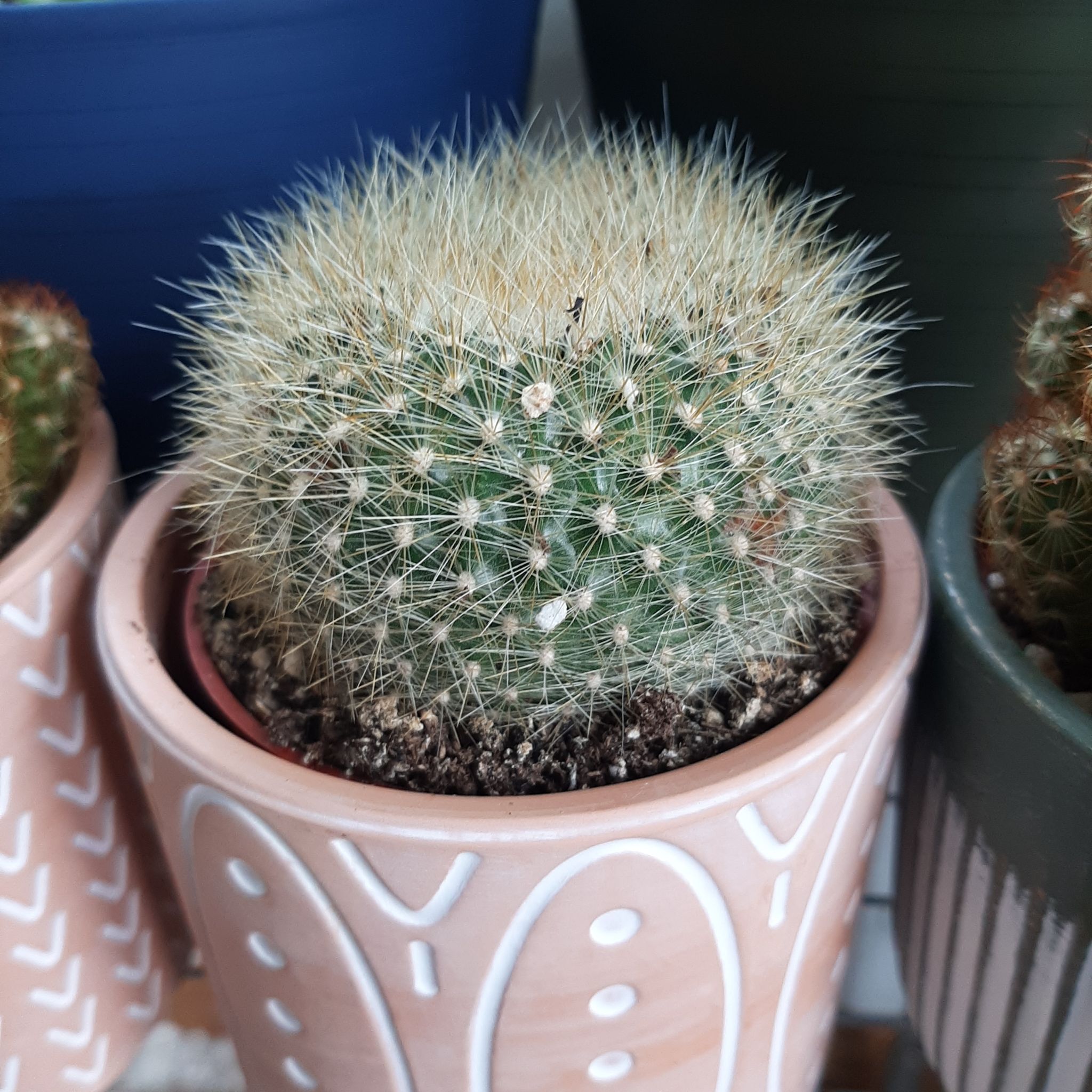 Photo of the plant species Crown Cactus by @JuicyChichipe named Rebutia Cactus on Greg, the plant care app