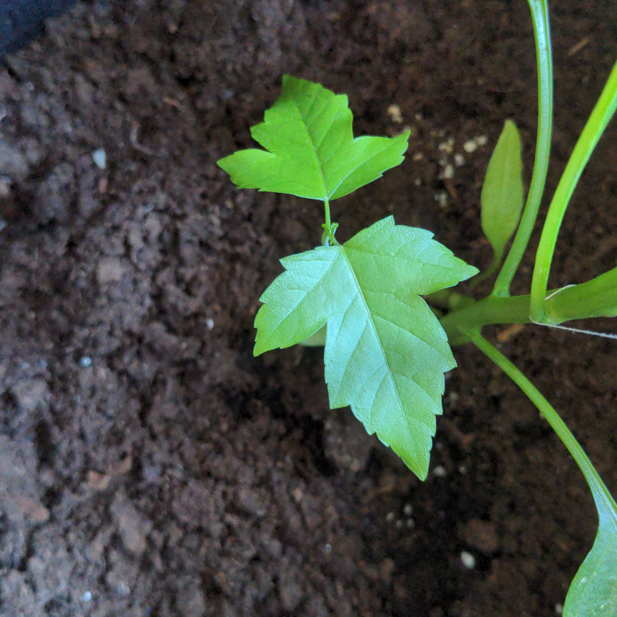 Young California Boxelder Maple plant with green leaves and visible soil.