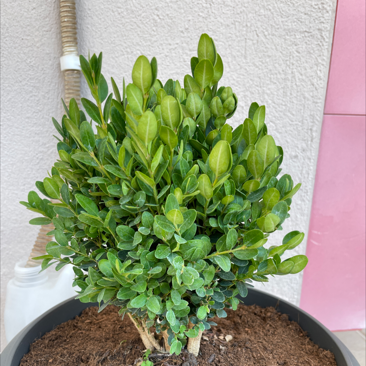 Photo of the plant species Common Boxwood by @thanos named Drake on Greg, the plant care app