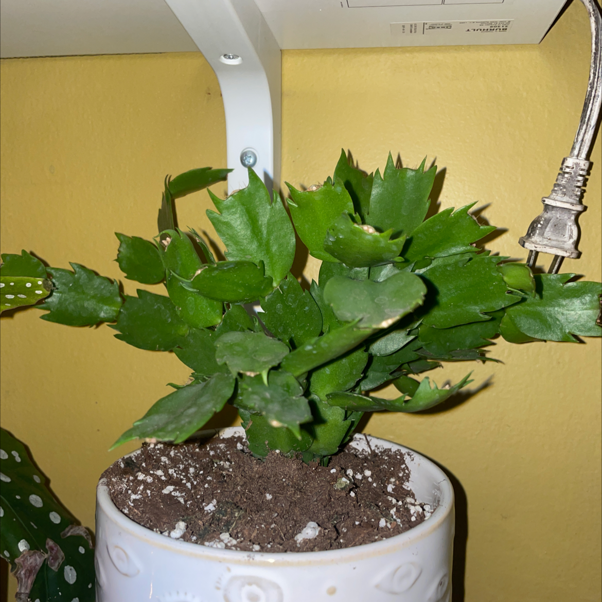 Potted false Christmas Cactus with segmented green leaves, indoors under a shelf.