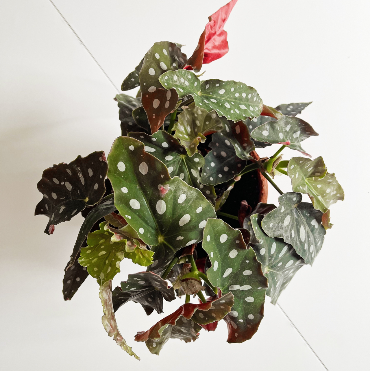 Photo of the plant species Polka Dot Begonia by @kowalski named Shakira on Greg, the plant care app