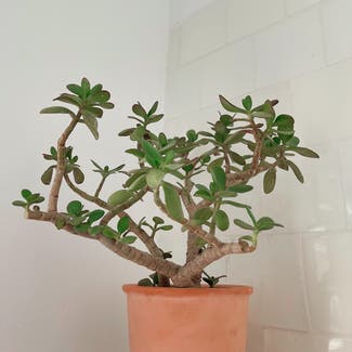 Jade plant in València, Comunidad Valenciana