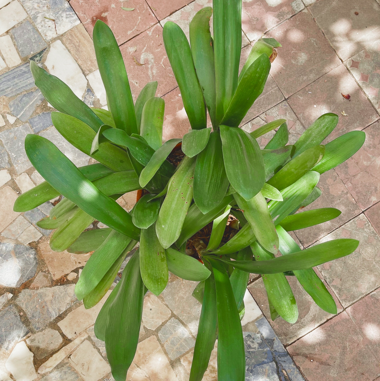 Top view of a healthy Bush Lily plant with long green leaves.