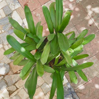 Bush Lily plant in València, Comunidad Valenciana