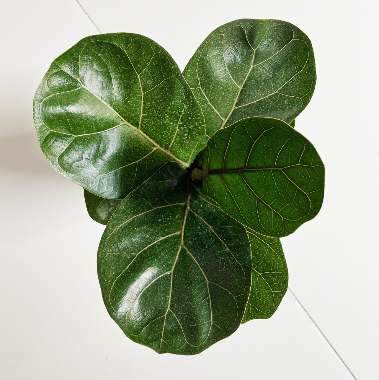Photo of the plant species Fiddle Leaf Fig by @kowalski named Kesha on Greg, the plant care app