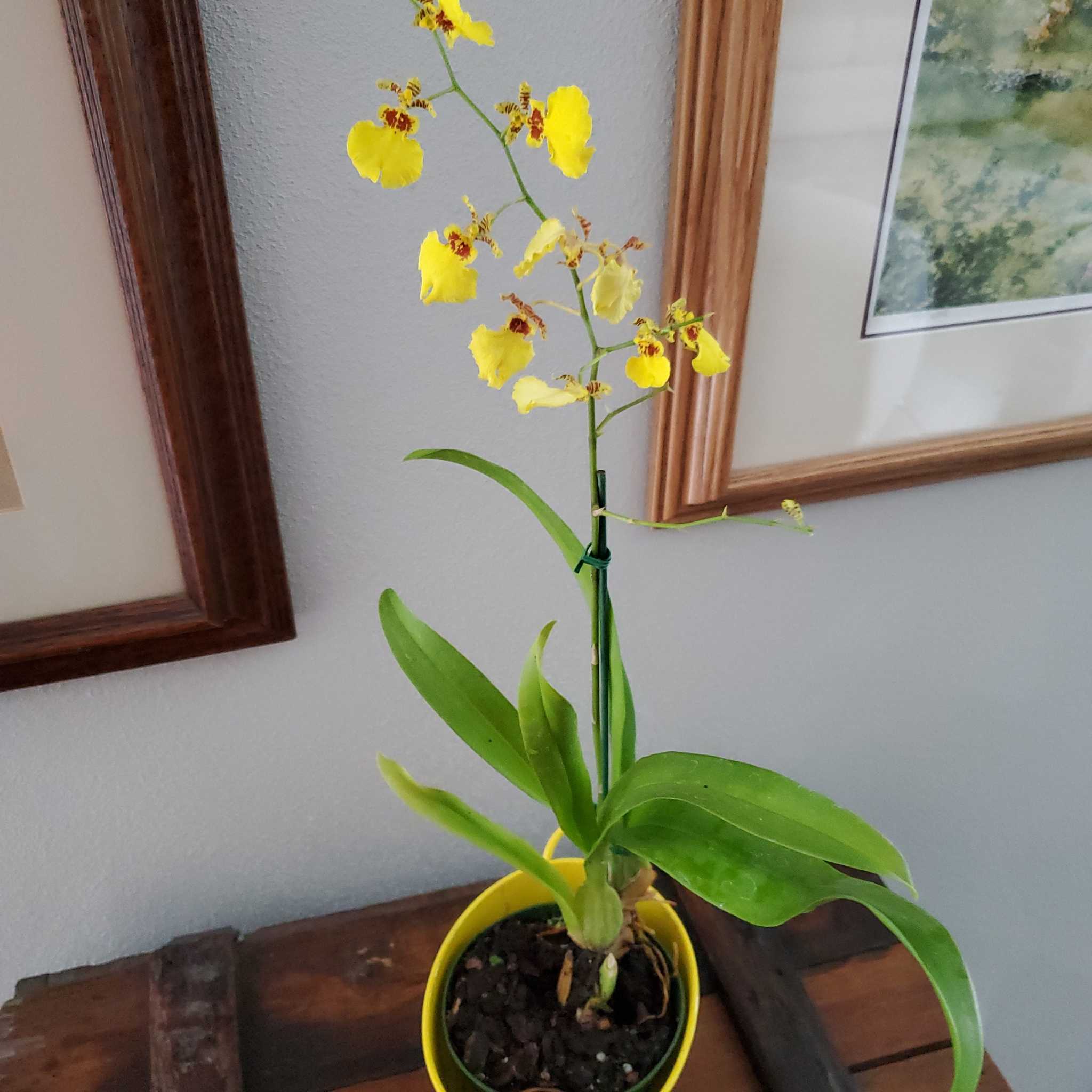 Dancing-Lady Orchid in a yellow pot with vibrant yellow flowers and green leaves.