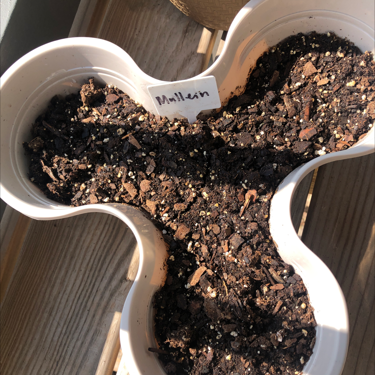 Pot labeled 'Mullein' with soil but no visible plant growth.