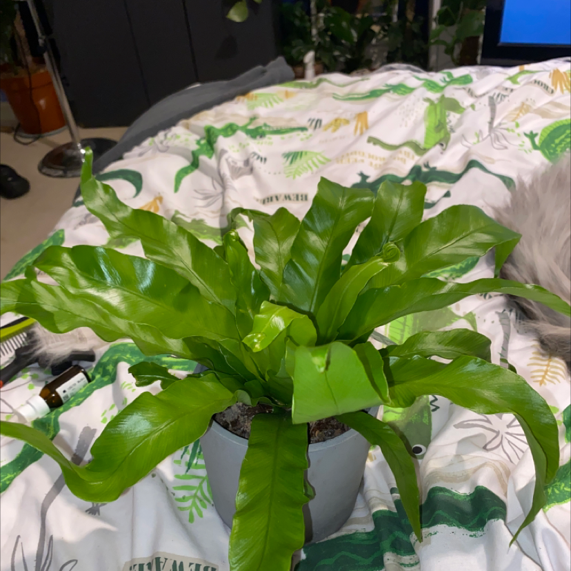 Japanese Bird's Nest Fern in a pot with vibrant green leaves on a bed with a patterned cover.