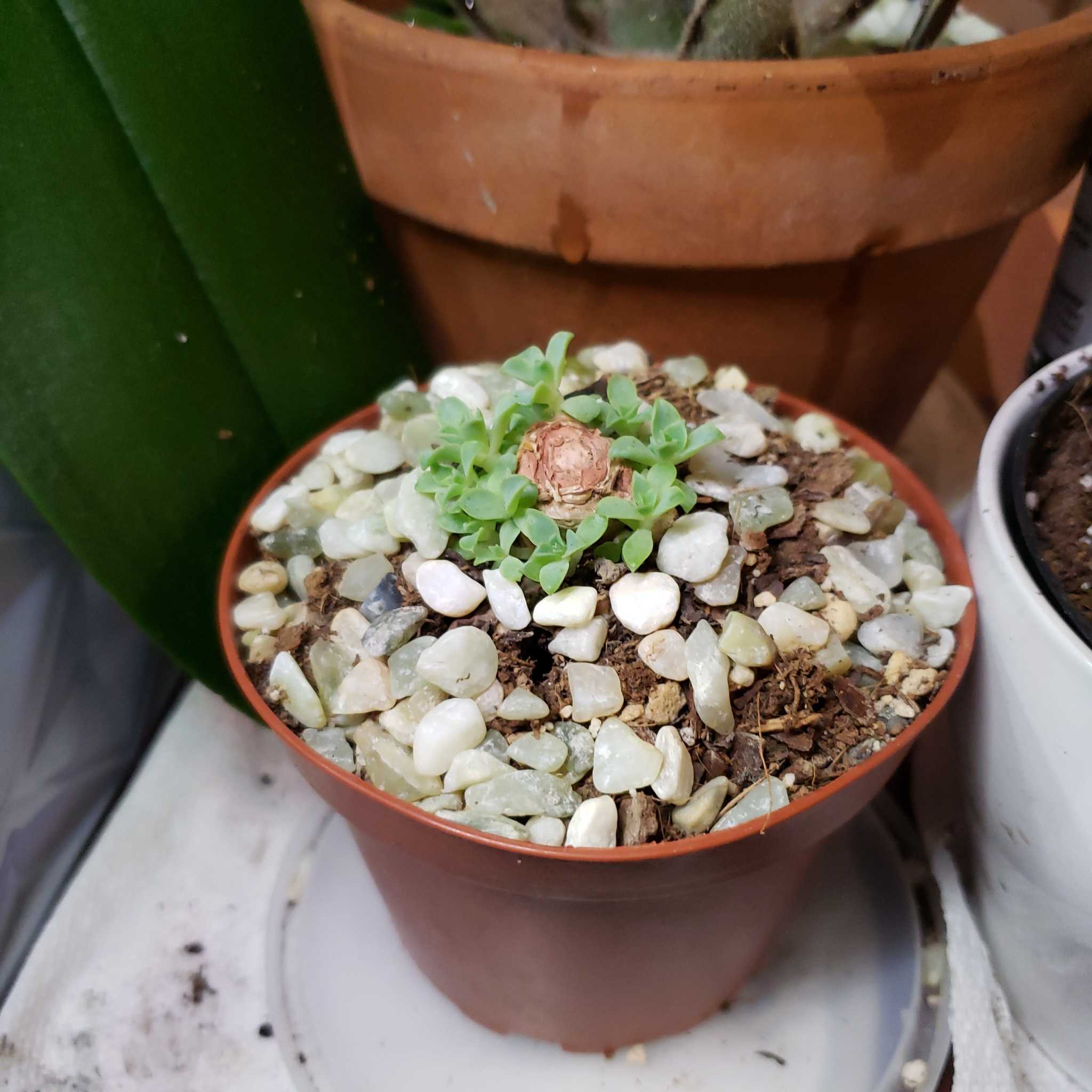Raindrops Echeveria plant in a pot with decorative stones, appears healthy.
