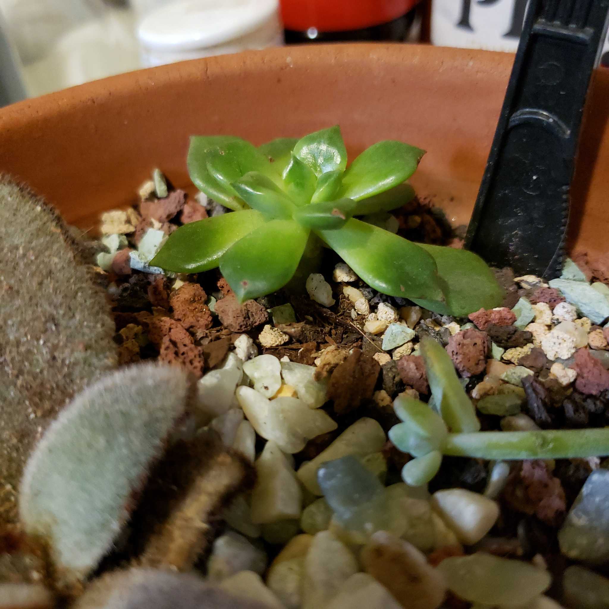 Small Echeveria succulent in a pot with rocky soil, appears healthy.