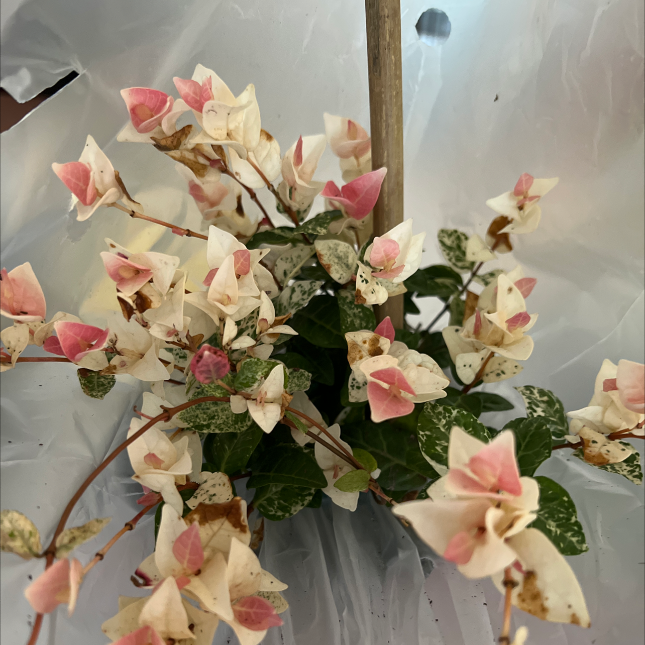 Asian Jasmine plant with variegated leaves and white to pink flowers, some leaves have black spots.