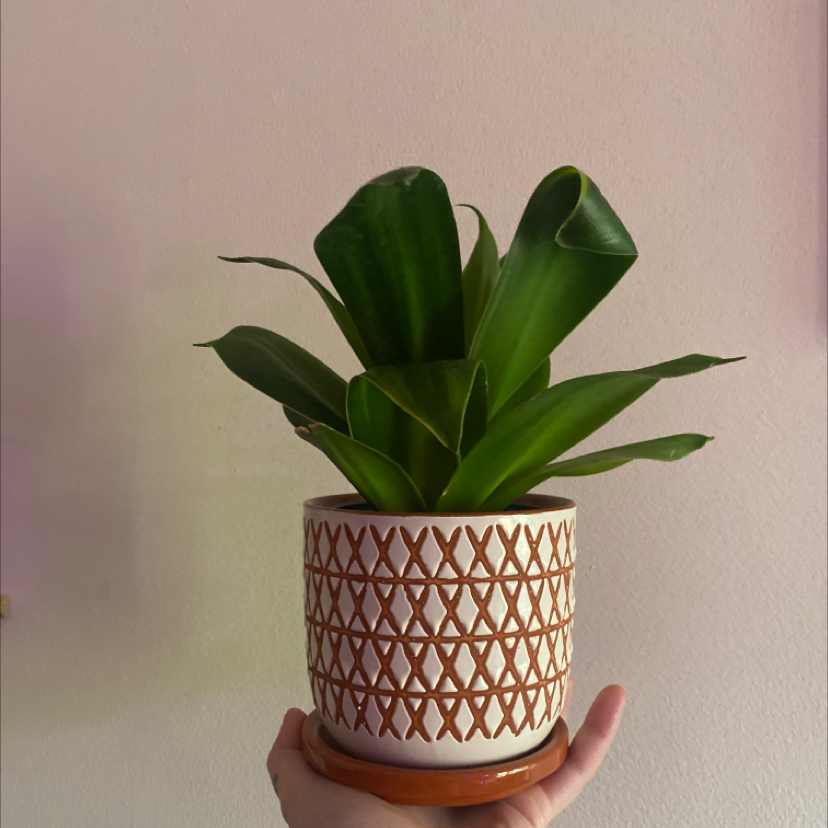 Photo of the plant species Bird's Nest Snake Plant by @FullSaguaro named Janice on Greg, the plant care app