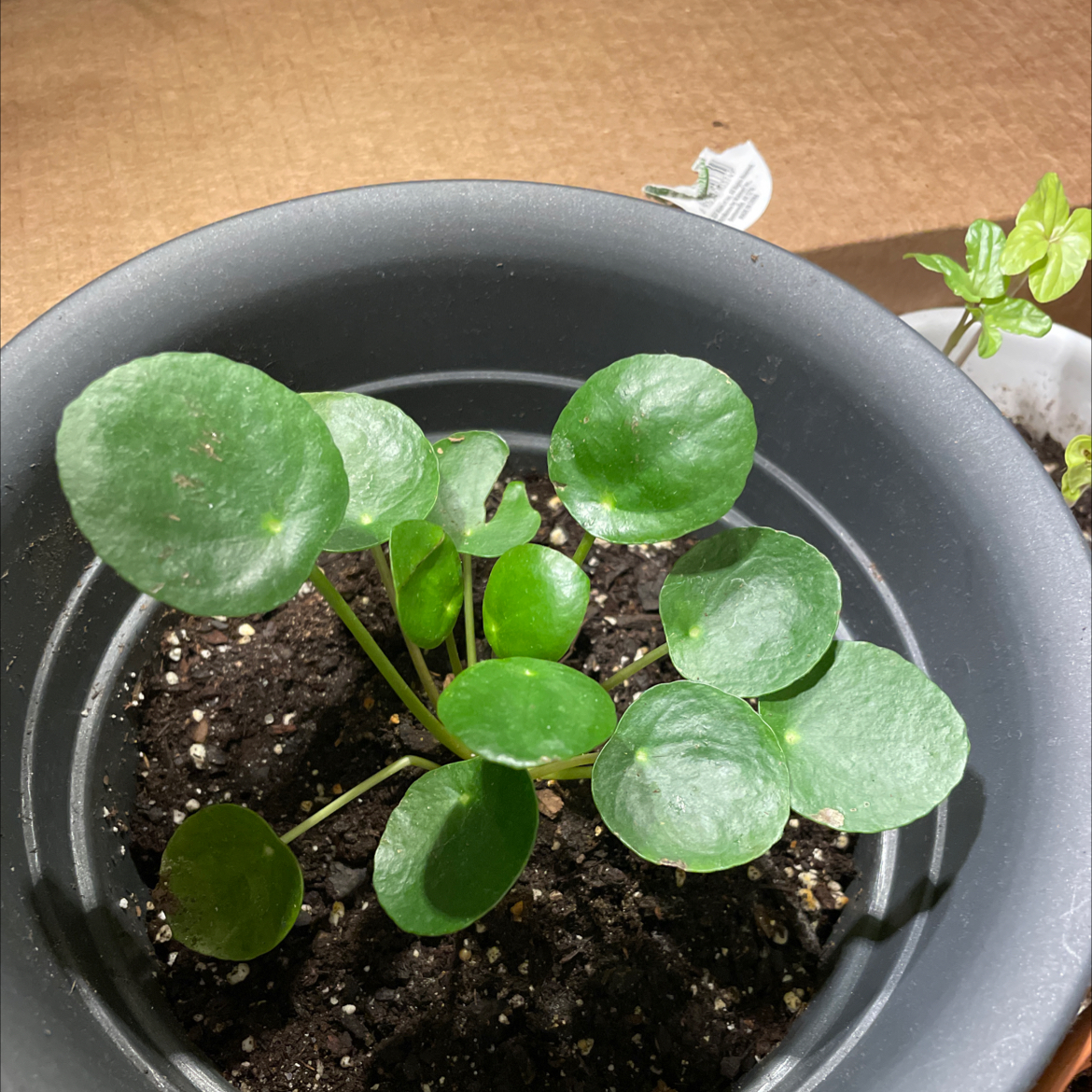 Zamioculcas Zamiifolia plant photo by @Powlo named Marley on Greg, the plant care app.