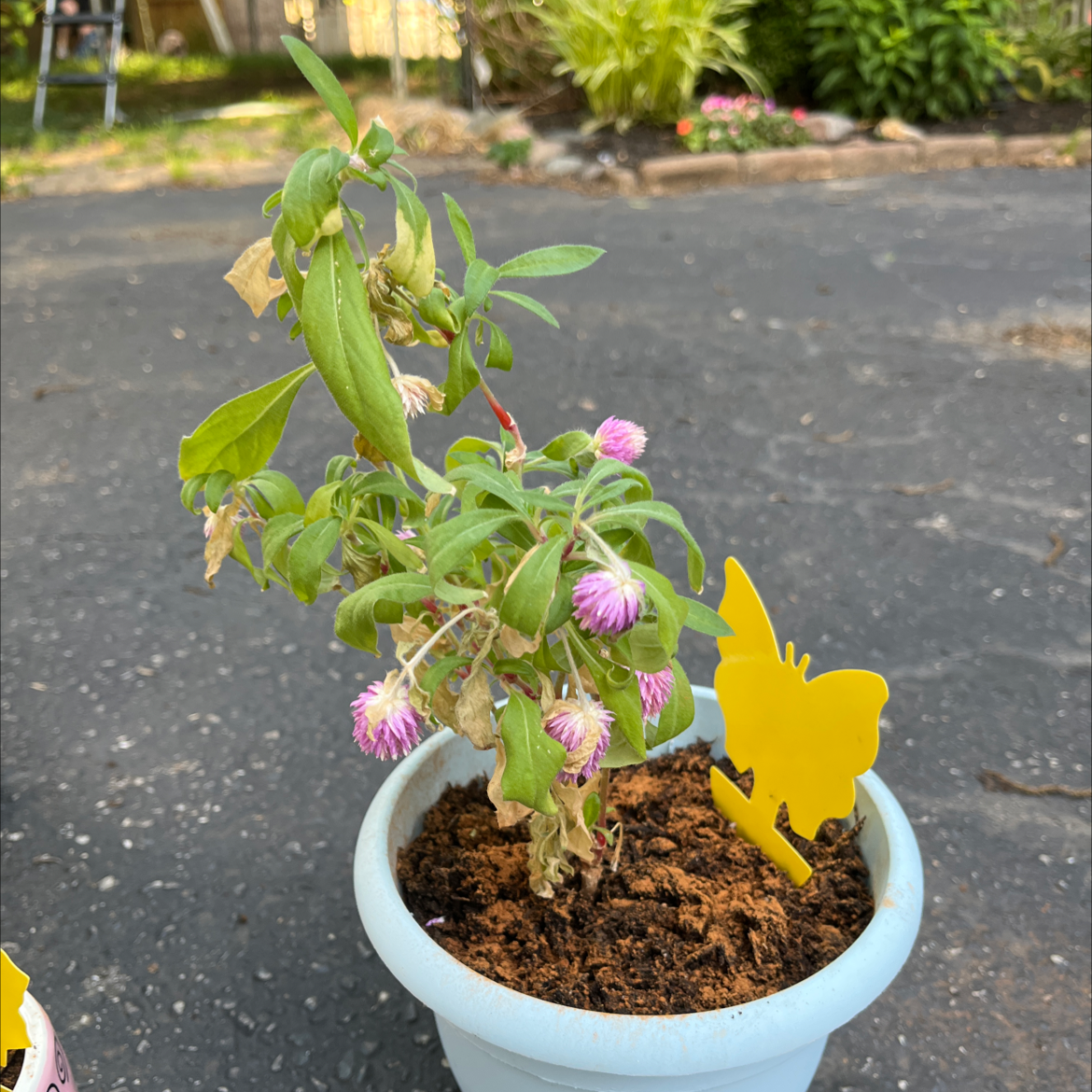 Potted Globe Amaranth with pink flowers and some browning leaves, soil visible, yellow butterfly decoration.