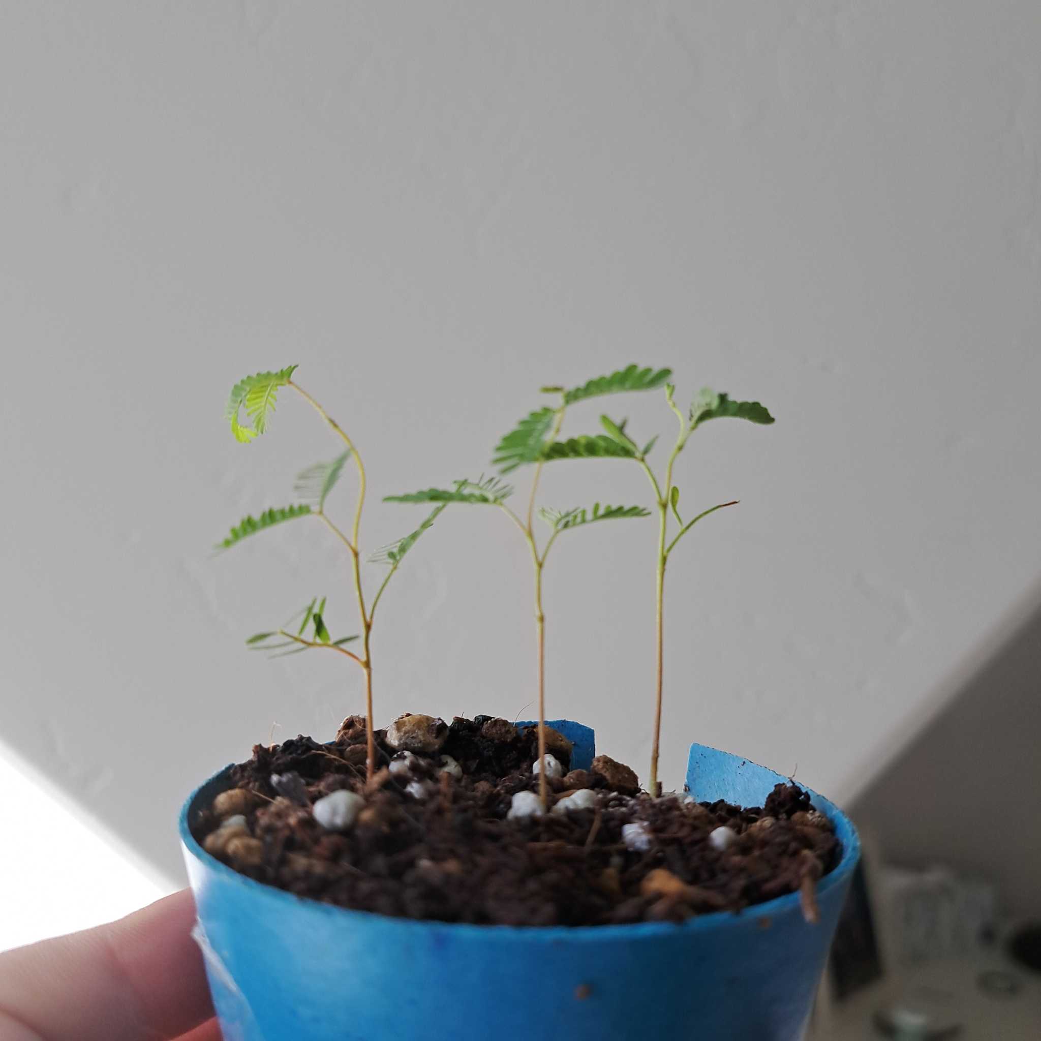 Young Silk Tree seedlings in a blue pot with visible soil.