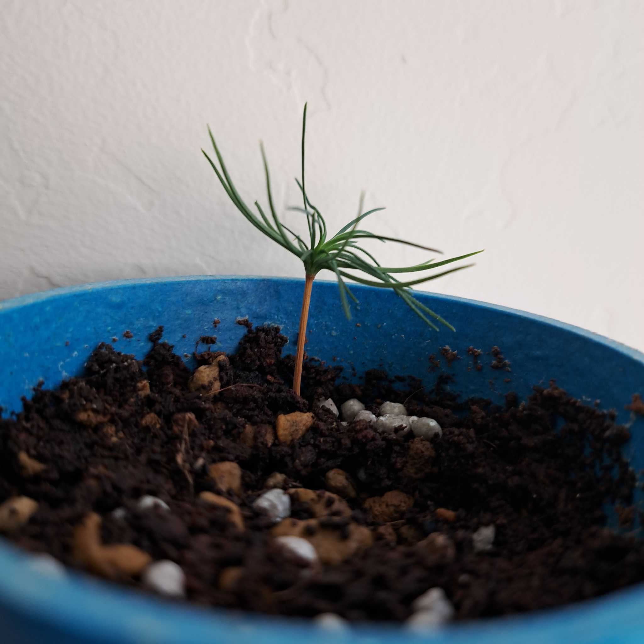 Young Eastern White Pine plant in a blue pot with visible soil and pebbles.
