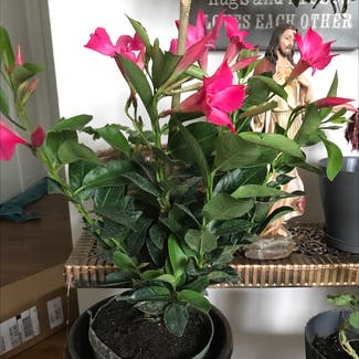 Brazilian Jasmine plant in Tampa, Florida