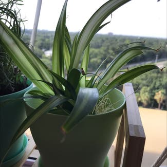 Spider Plant plant in Tampa, Florida