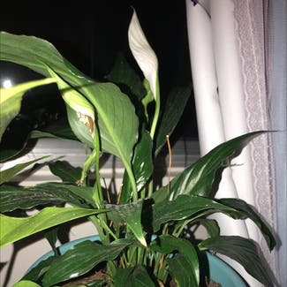 Peace Lily plant in Tampa, Florida
