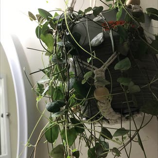 String of Hearts plant in Tampa, Florida