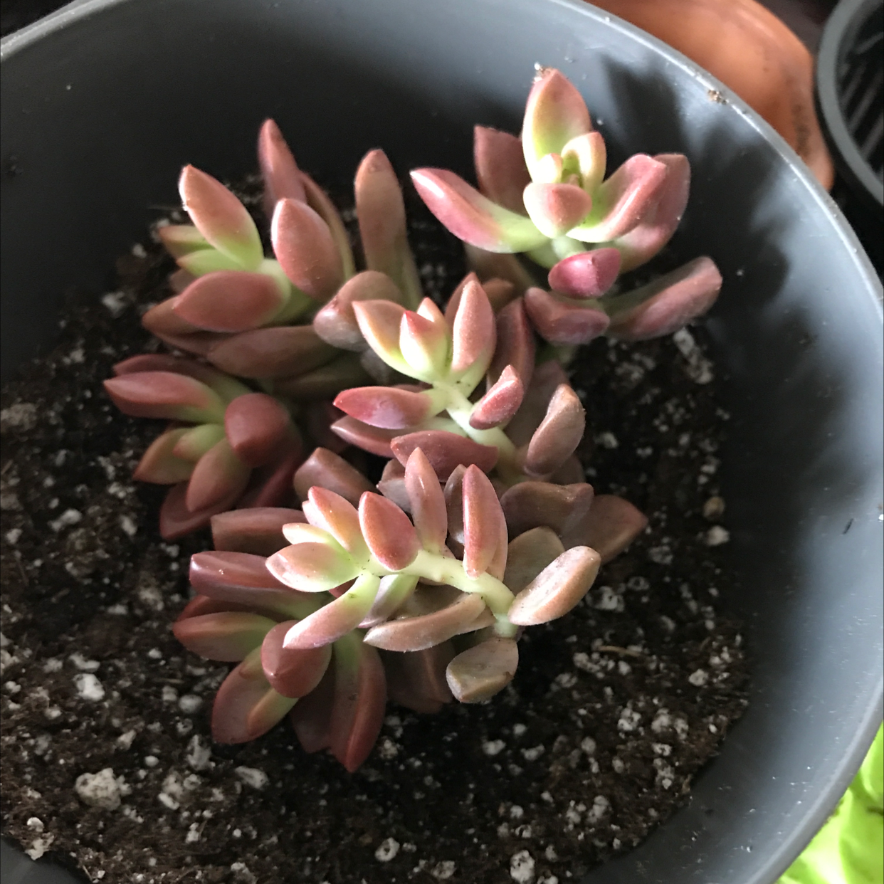 Plush Plant succulent in a black pot with visible soil, healthy reddish-green leaves.