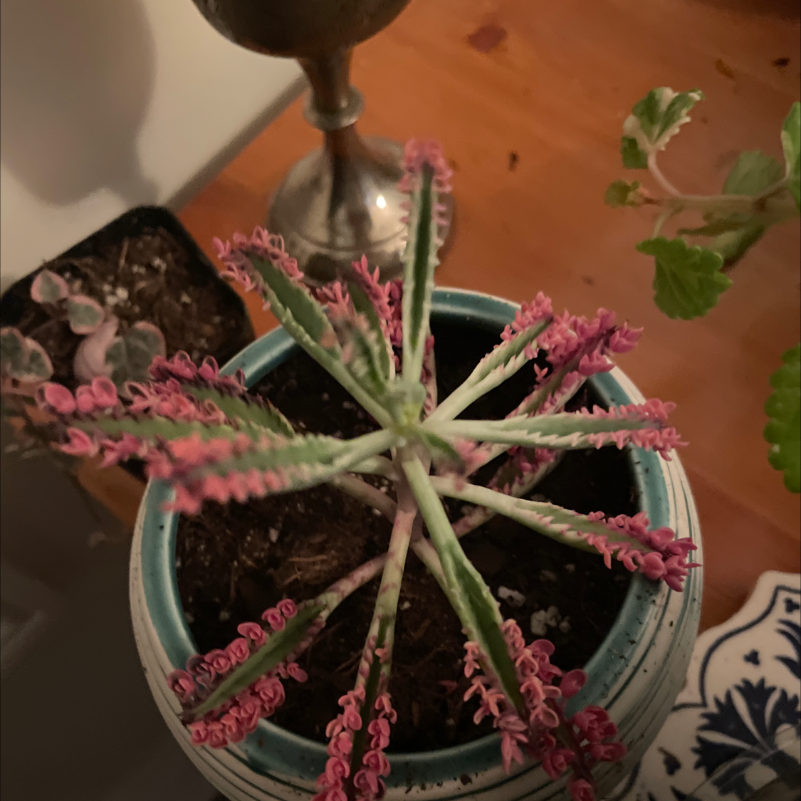 Kalanchoe 'Pink Butterflies' plant in a pot with vibrant pink edges on the leaves.