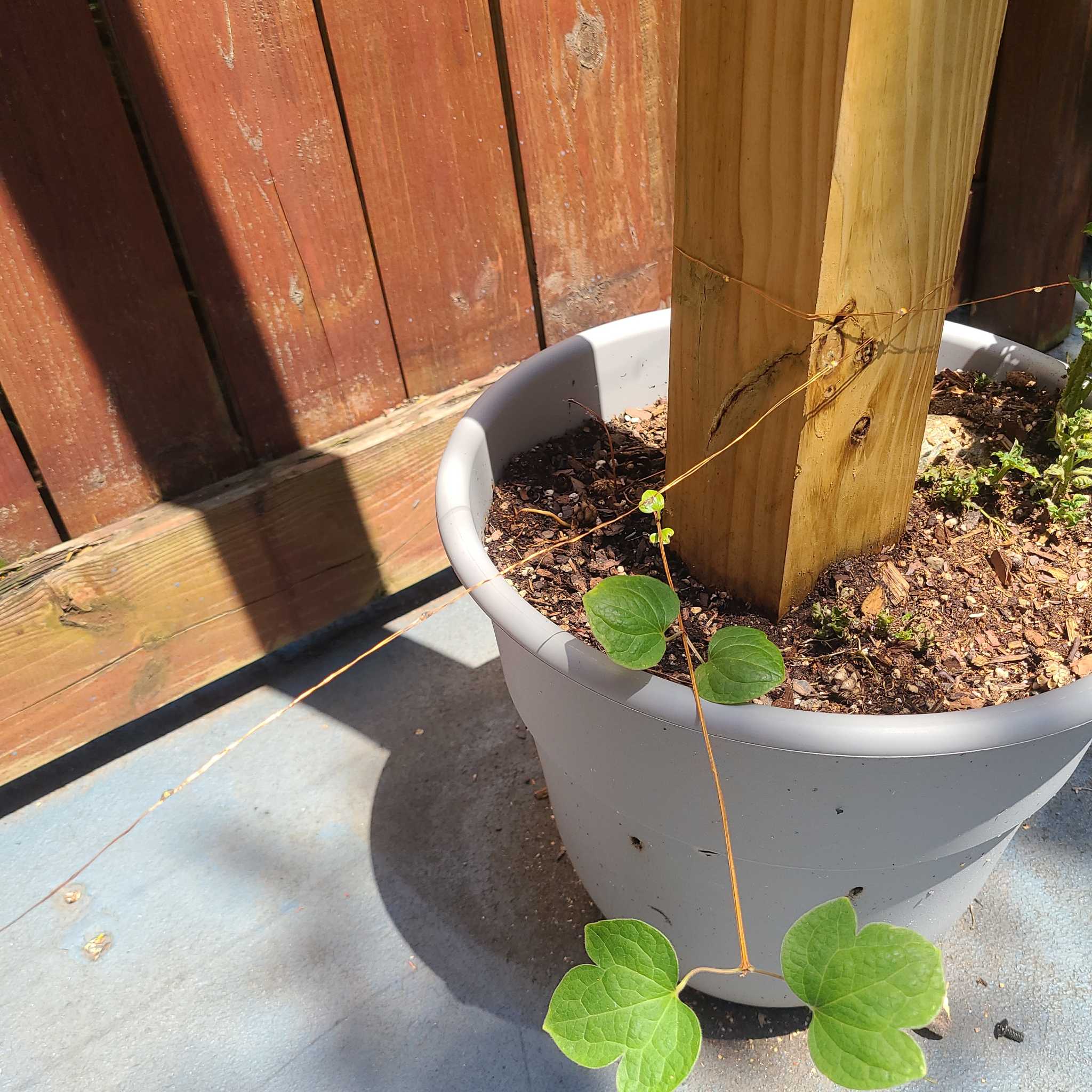 Photo of the plant species Wild Clematis by @AccordantCat named Clematis on Greg, the plant care app