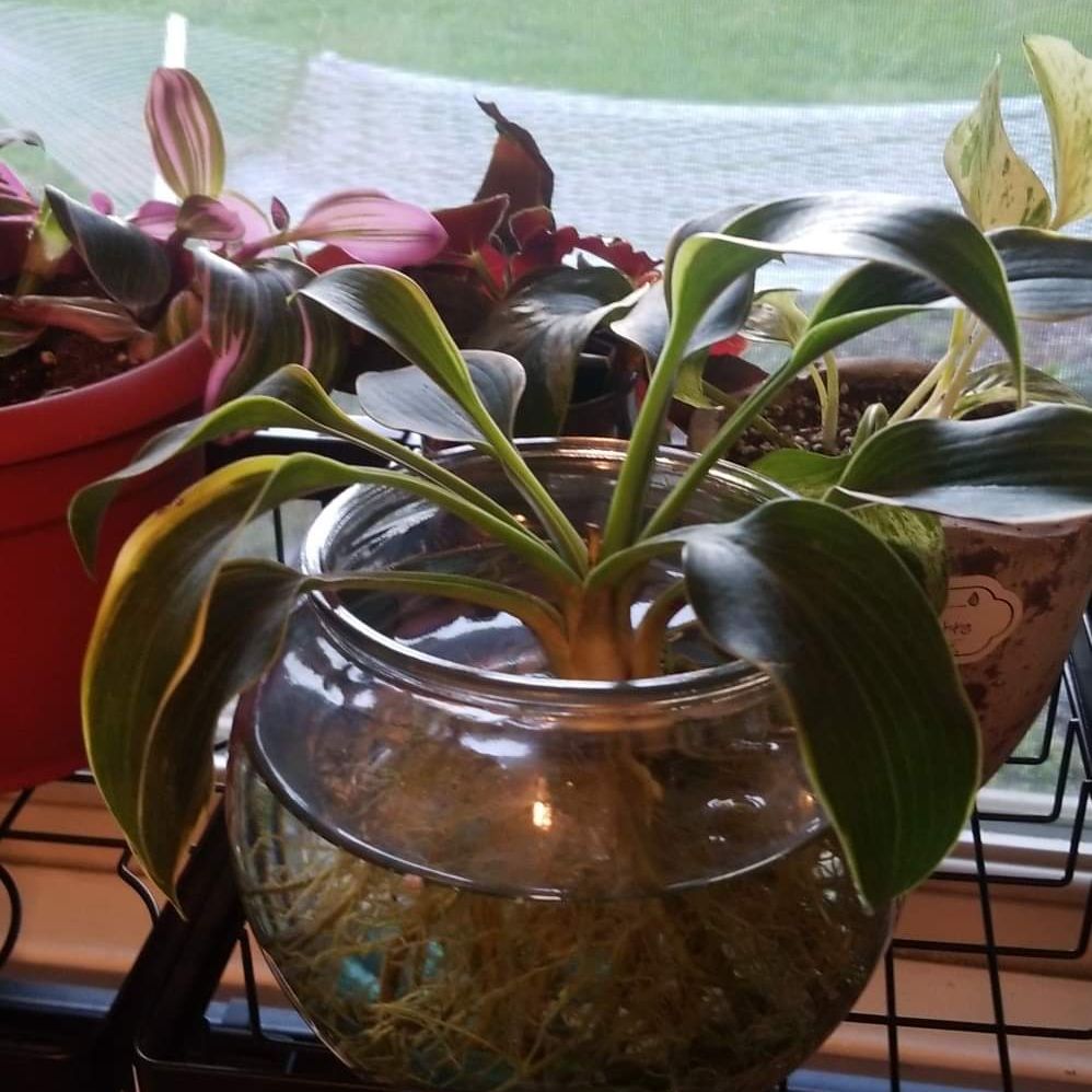 Hosta 'Halcyon' plant in a glass container with visible soil and moss, other plants in the background.