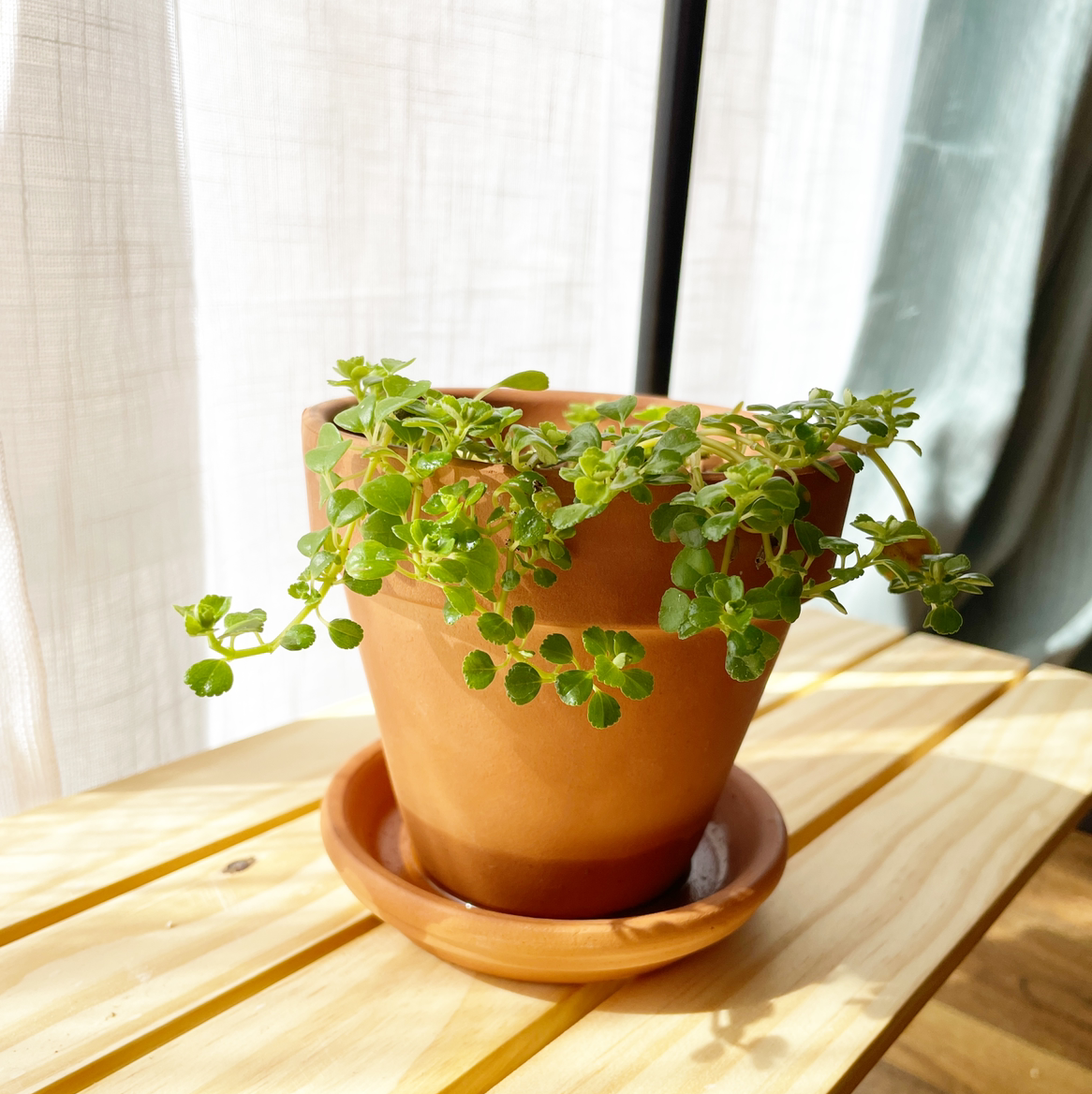Healthy Pilea Baby Tears plant in a terracotta pot on a wooden window sill with sheer curtain in the background.
