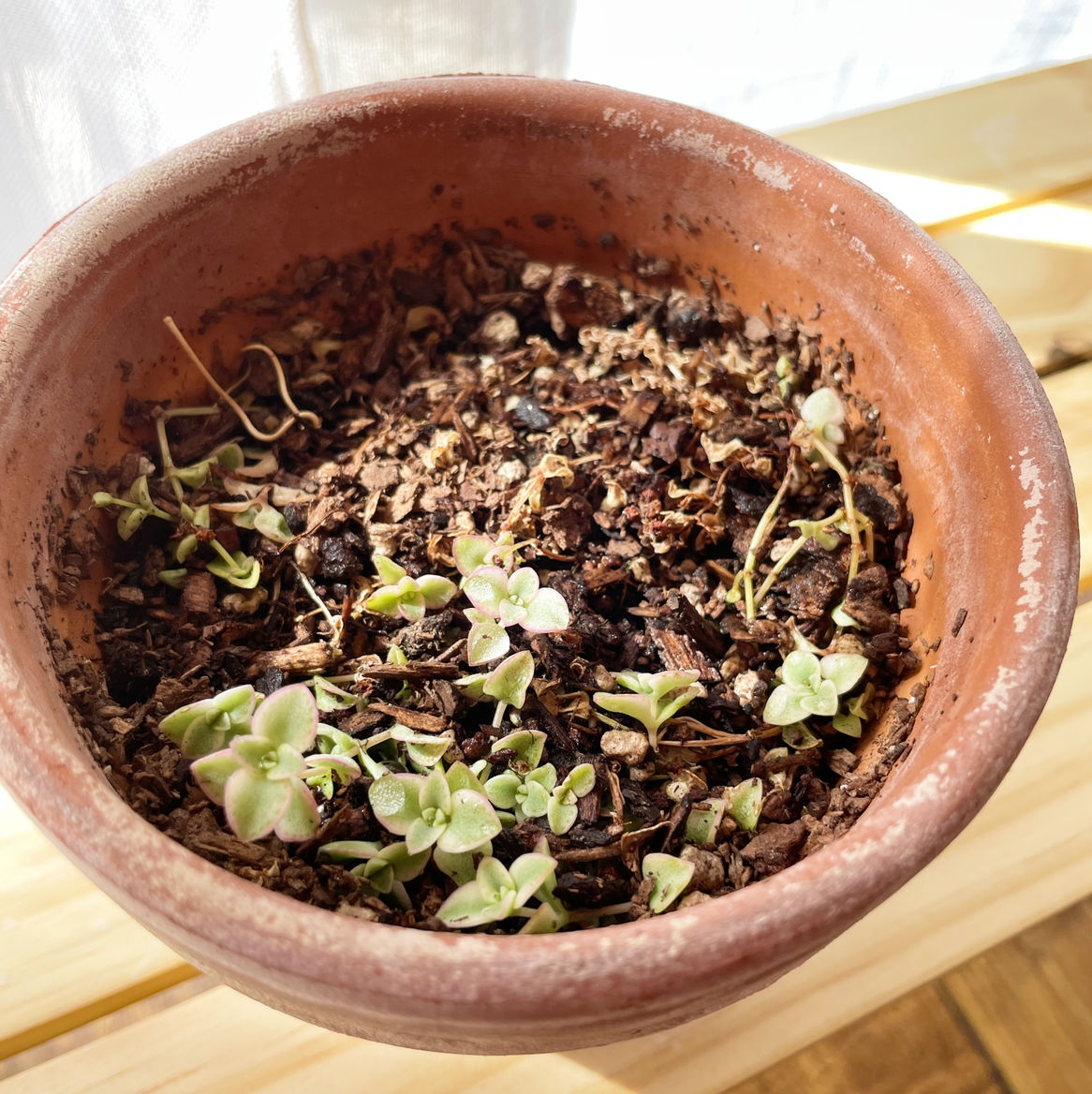 Photo of the plant species Crassula 'Petite Bicolor' by Barbara named Misty on Greg, the plant care app