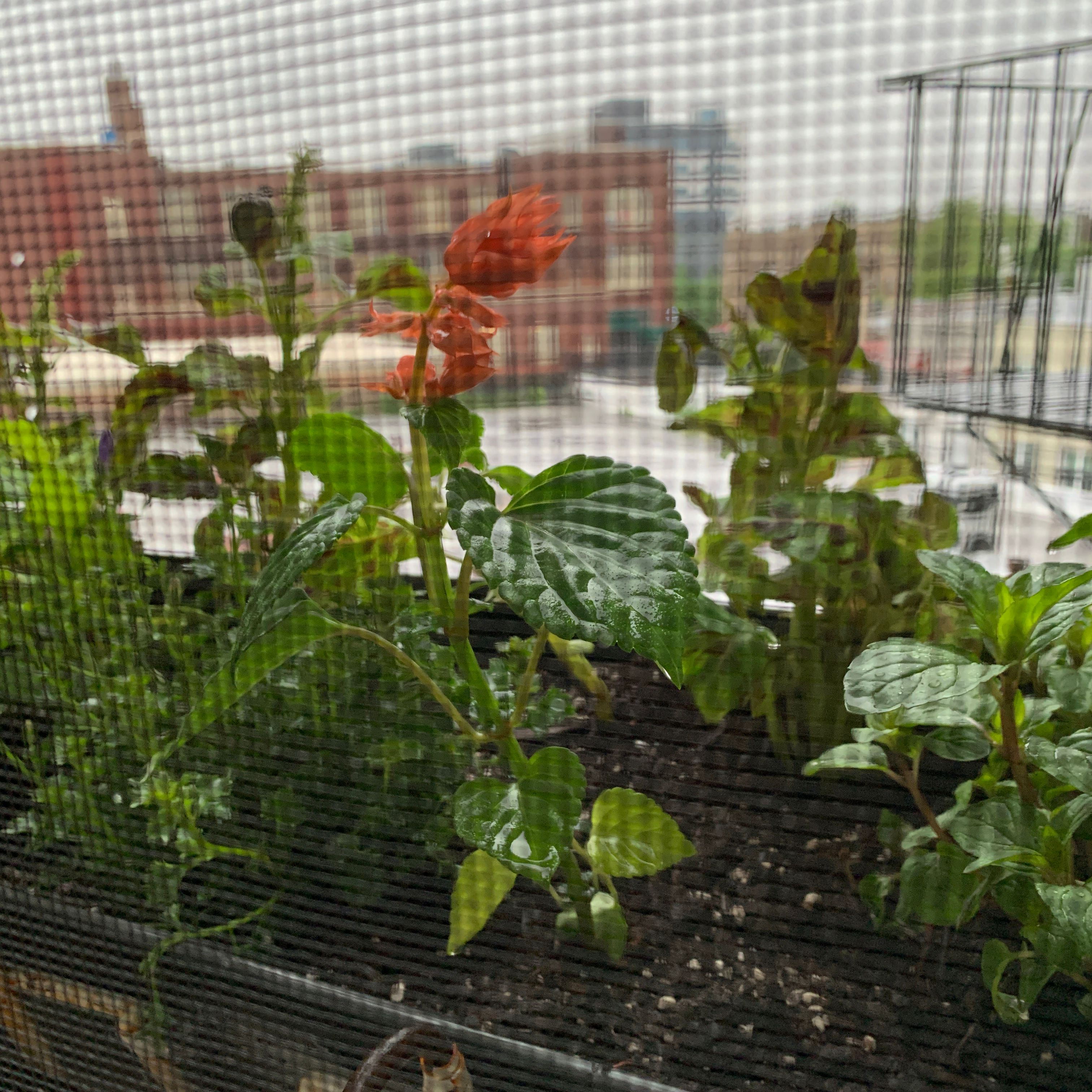 Scarlet Sage plant with red flower and green leaves, visible soil, taken through a mesh screen.
