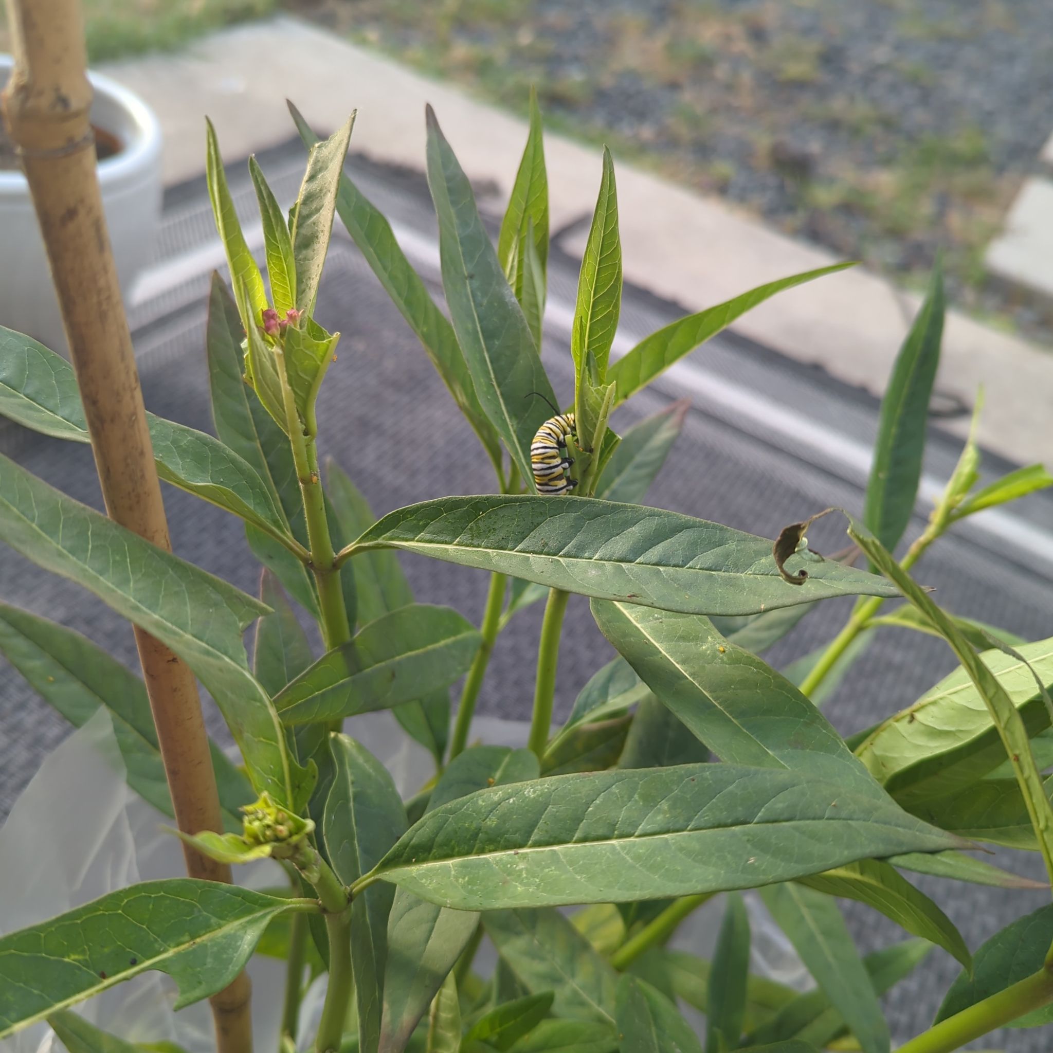 Scarlet Milkweed plant with green leaves and a caterpillar on one leaf.