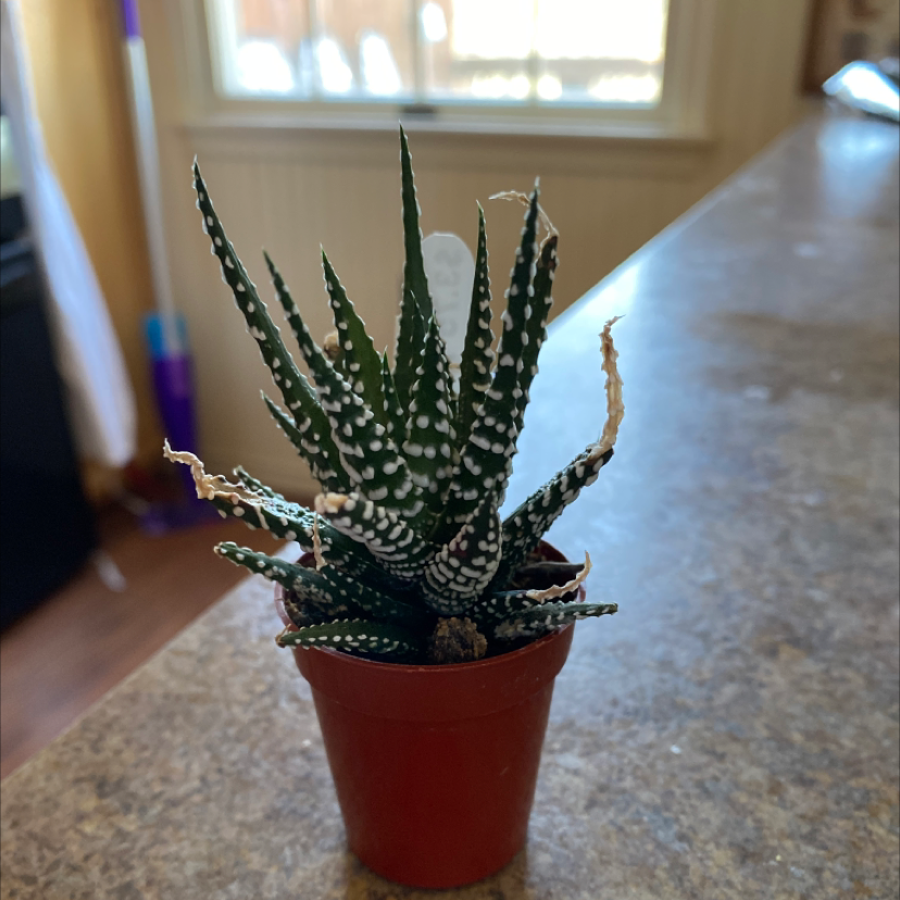 Why Are My Haworthia Alba Leaves Falling Over?