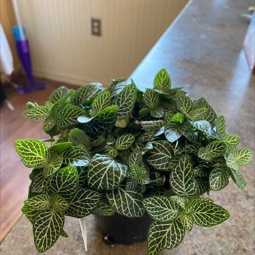 Healthy White Anne Nerve Plant with vibrant green leaves and white veining in a small pot.
